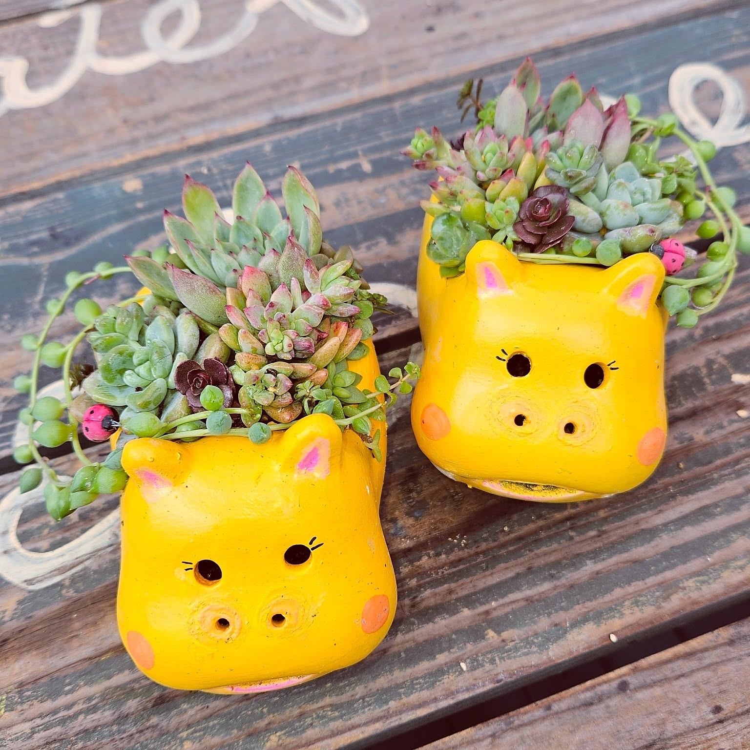 多肉植物 素焼きの鉢リメイクのおすすめ商品とおしゃれな実例