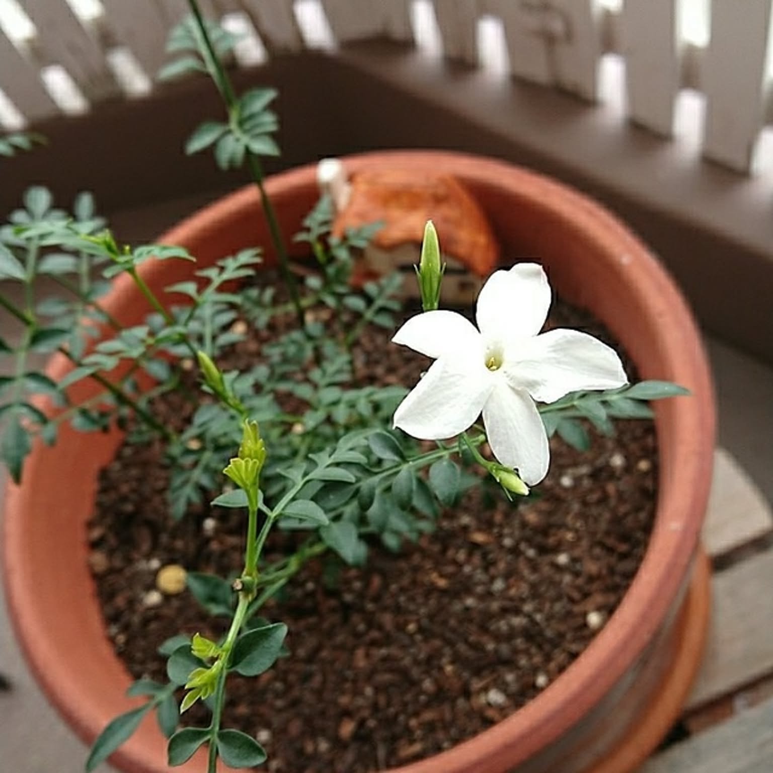 O ❤ジャスミン❤　3.28撮影☘️　抜き苗です O ❤ジャスミン❤ 3.28撮影☘️ 抜き苗です