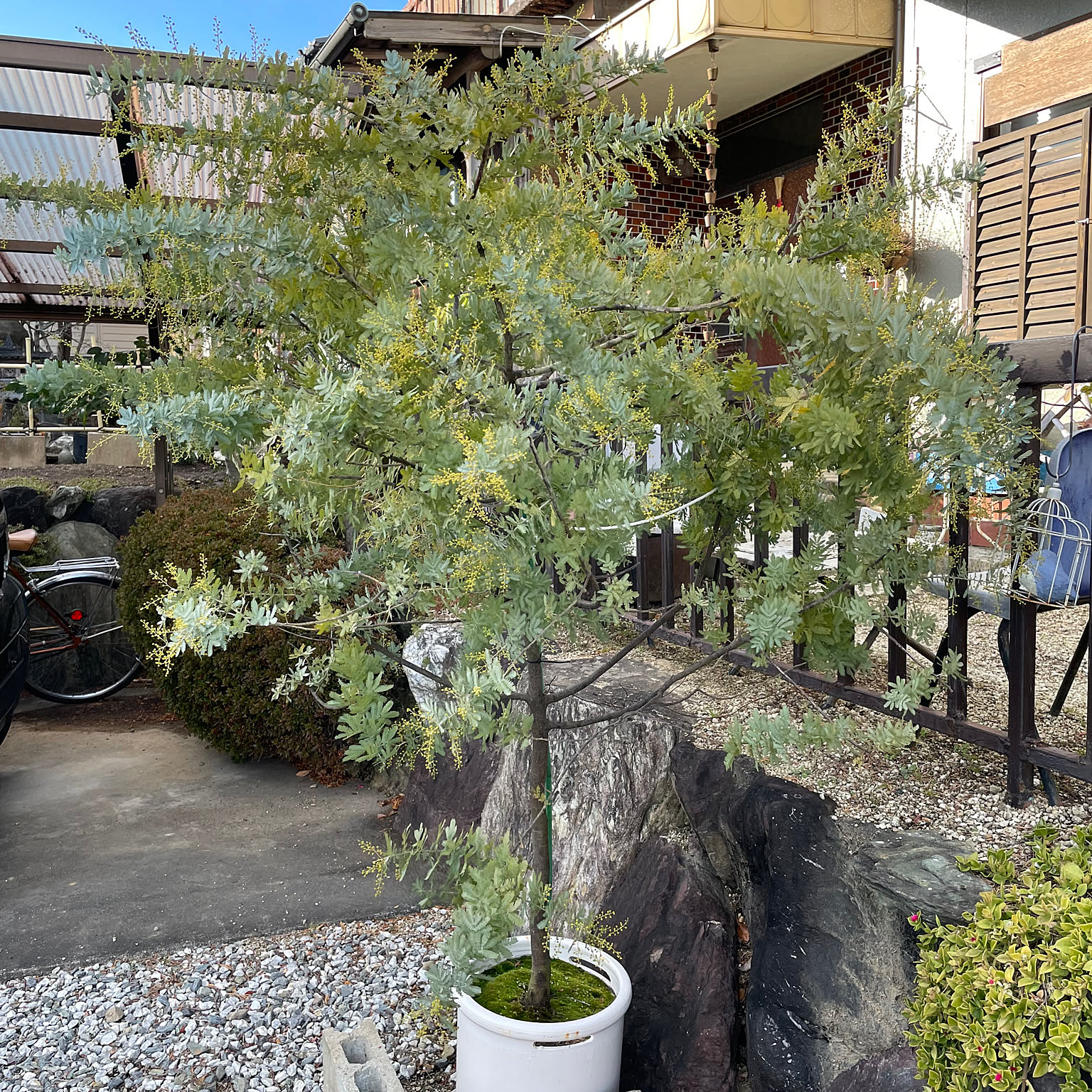 鉢植え ミモザのおすすめ商品とおしゃれな実例 ｜ RoomClip（ルーム