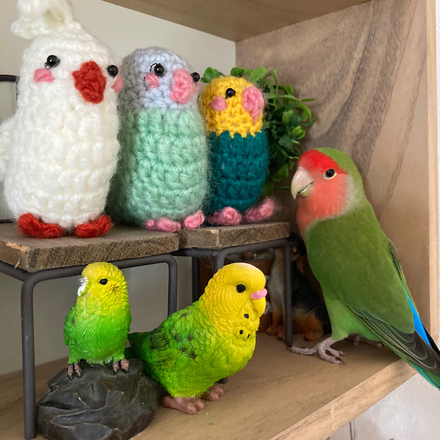 セキセイインコ 編みぐるみのおすすめ商品とおしゃれな実例