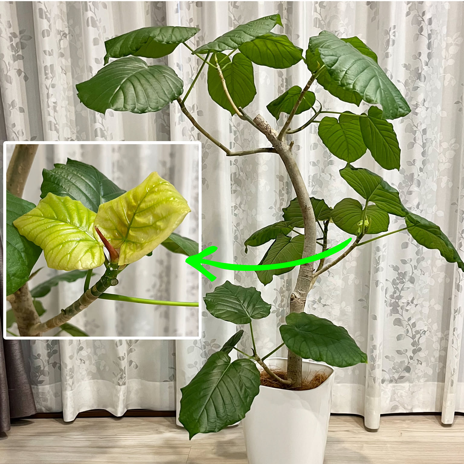 可愛らしいまがり ウンベラータ 葉付きが良くわさわさ 新芽たくさん 374b908303fffdb3023a233b47fc95