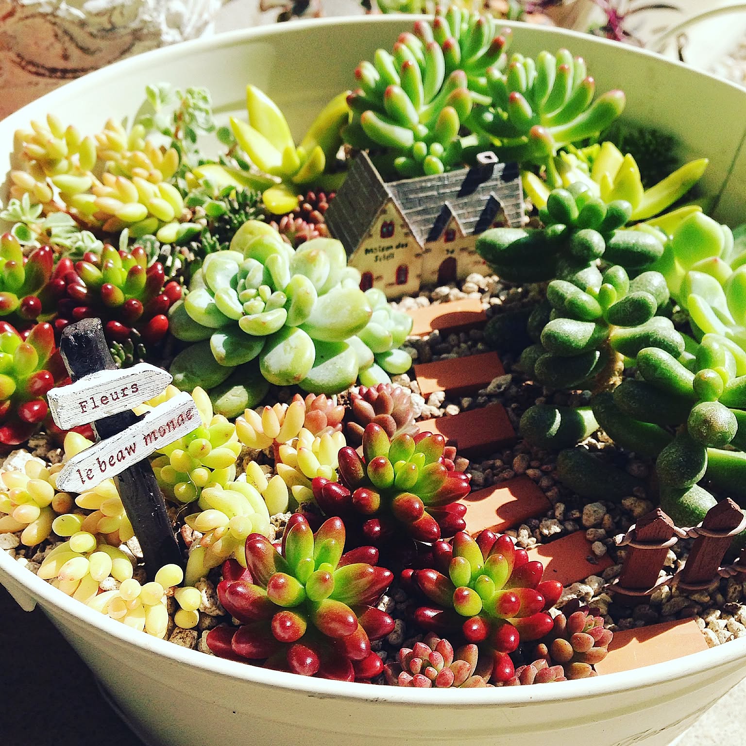 玄関/入り口/セダム/箱庭/多肉寄せ植え/多肉植物のインテリア実例