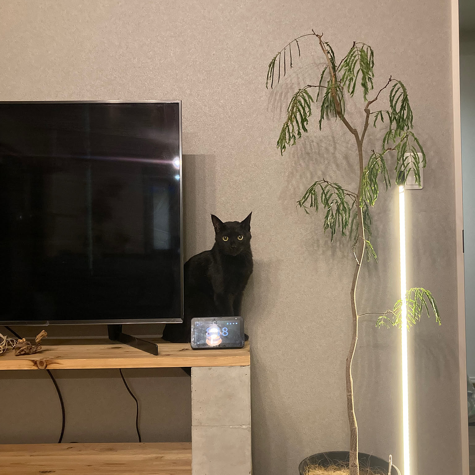 フロアランプ カインズのおすすめ商品とおしゃれな実例 ｜ RoomClip