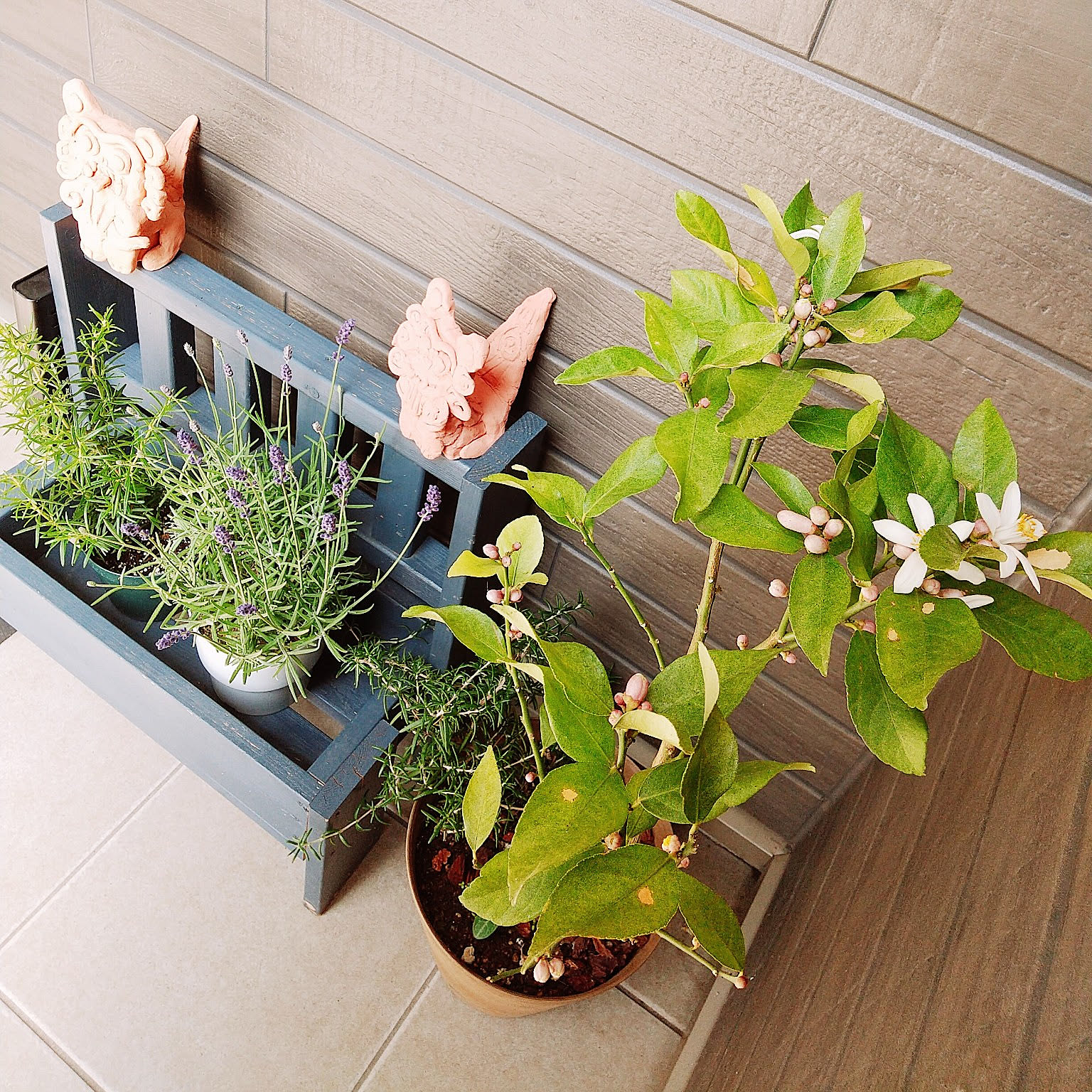 シーサー 寄せ植えのおしゃれなアレンジ・飾り方のインテリア実例