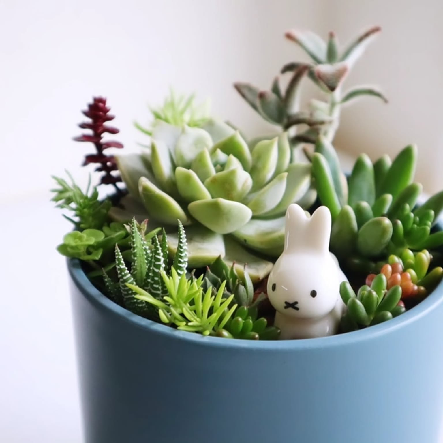 多肉植物 ミッフィー×寄せ植え - メルカリ