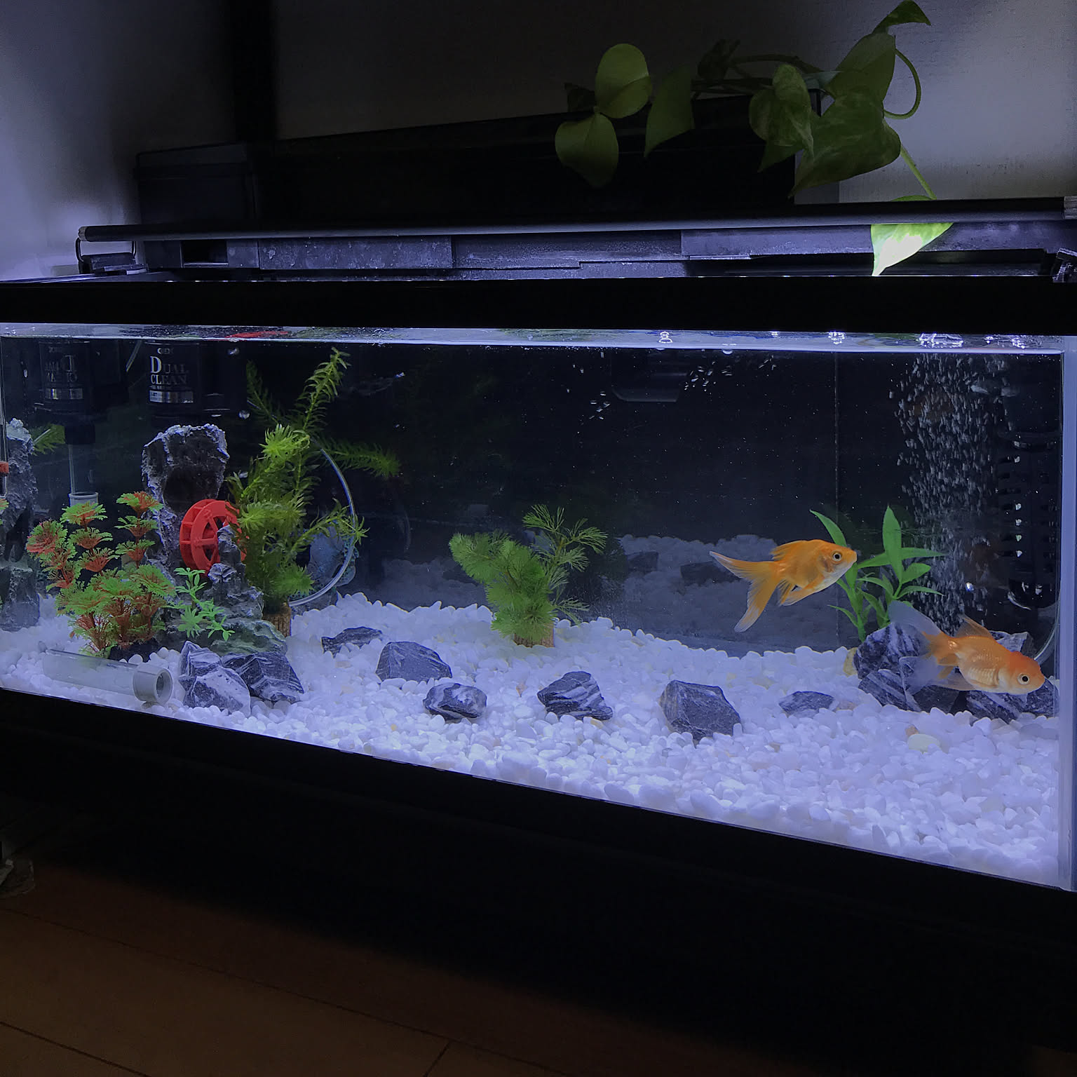 大型日本庭園風水槽 大型日本庭園風水槽 大型日本庭園風水槽 日本庭園水槽 | 18歳