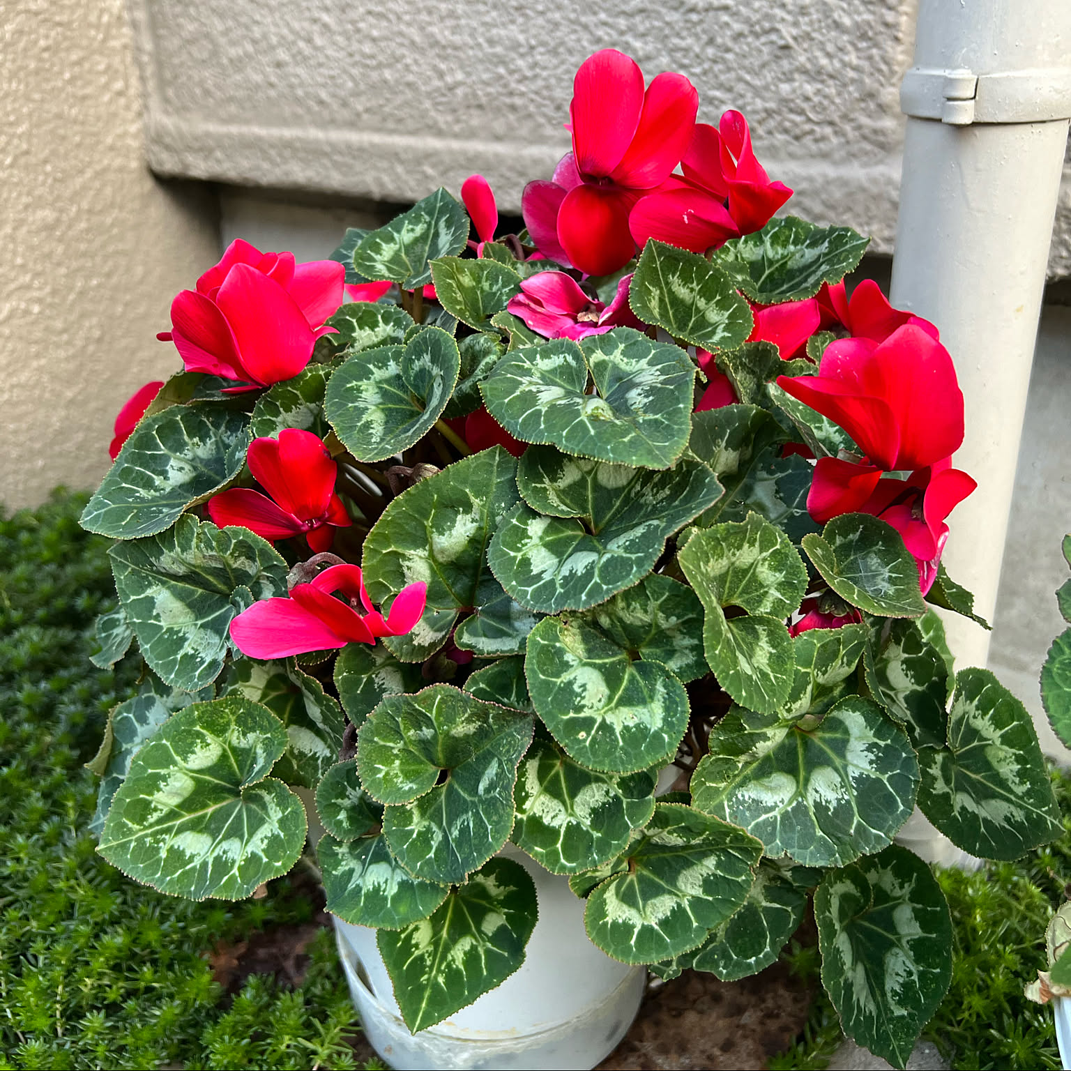 39c78336425dd586d0ae0f93dddbbc