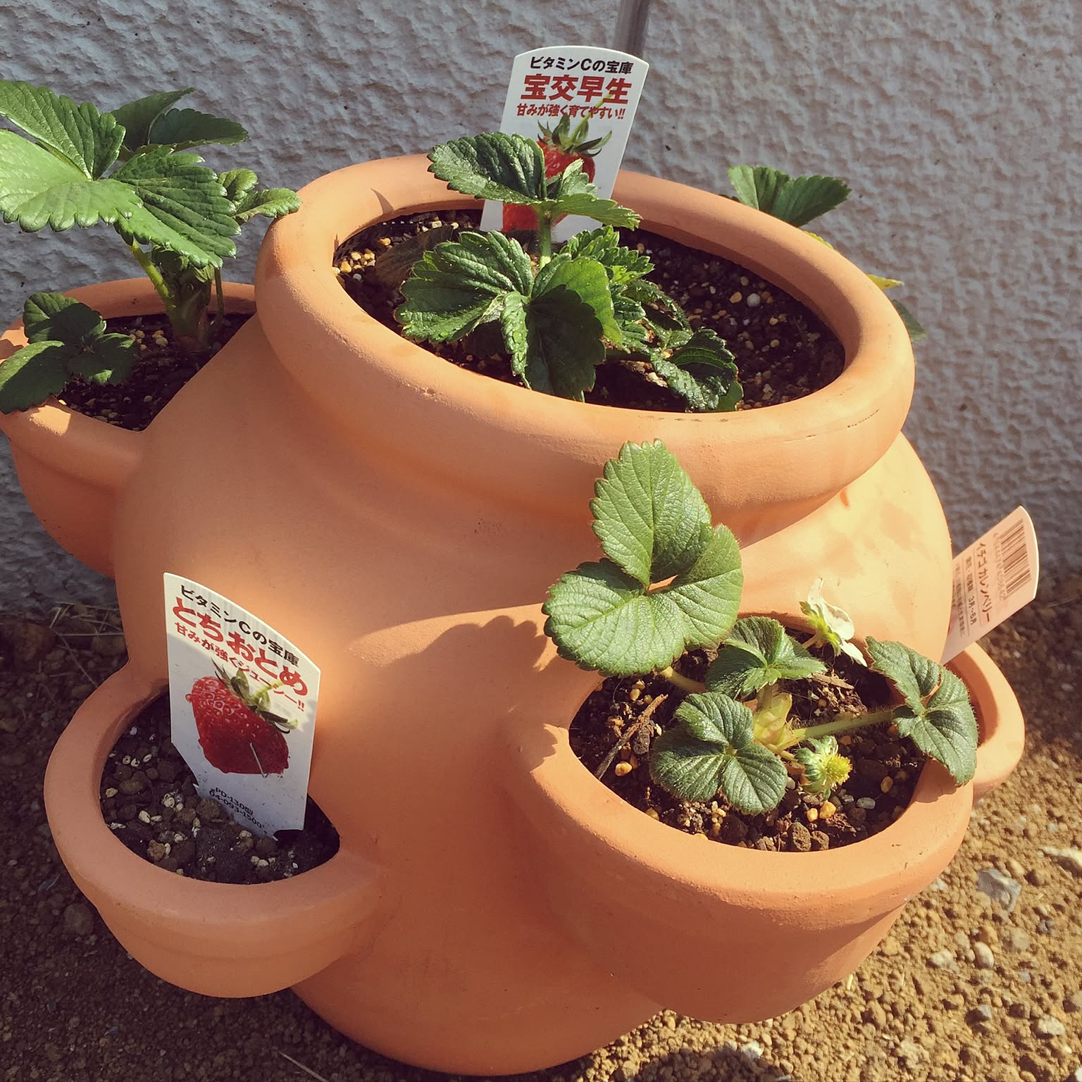 テラコッタ　ストロベリーポット　used（欠け・色ムラ有り）　素焼き植木鉢 ストロベリーポット【USED・難あり】素焼き テラコッタ - メルカリ
