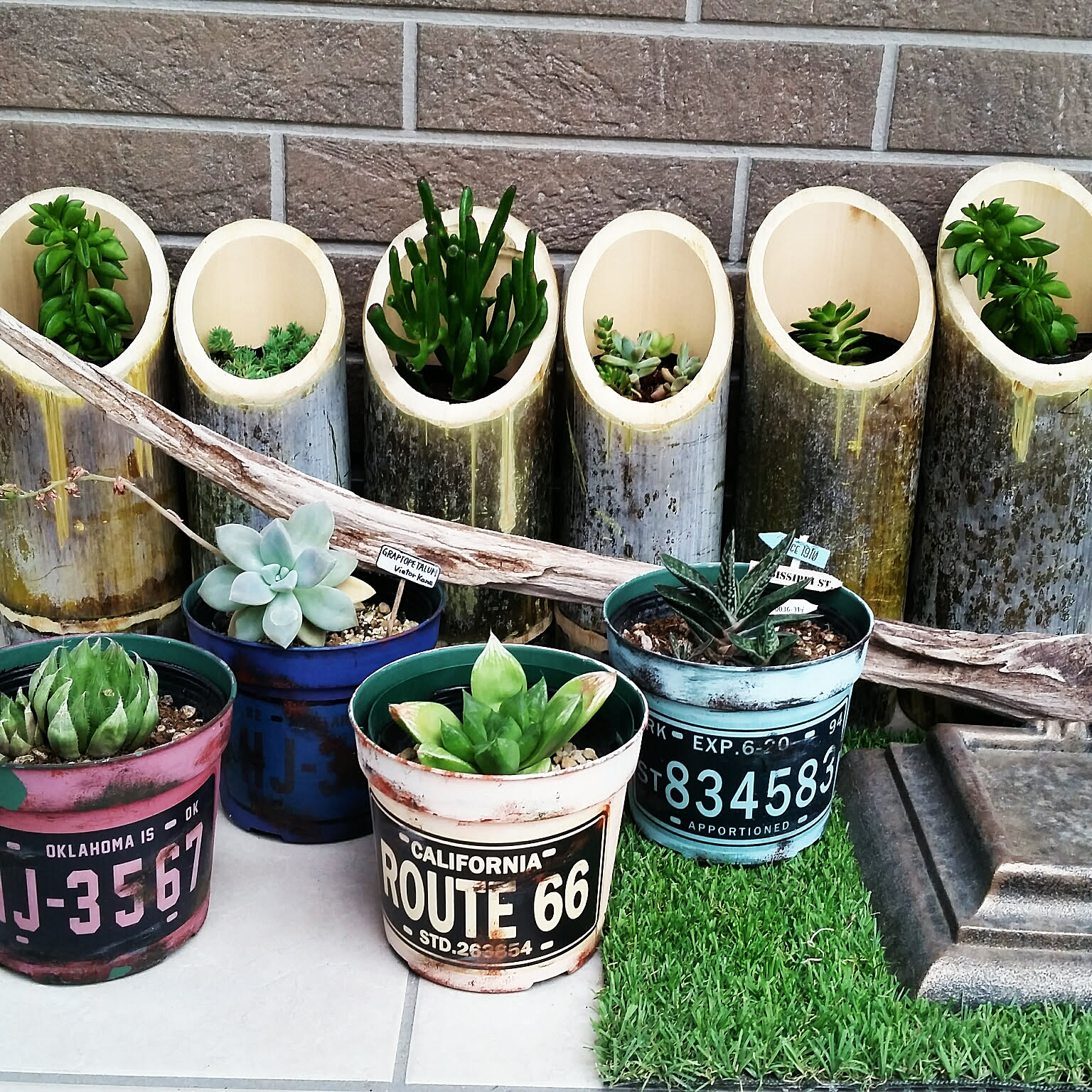 ⭐︎ 多肉植物 インテリア かわいい オシャレ レア 初心者 庭の竹 夢