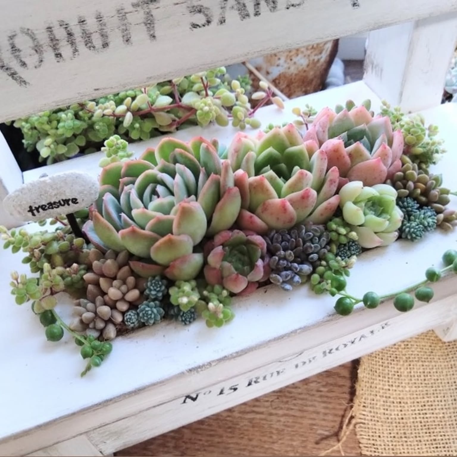 秋/多肉植物の寄せ植え/いいね！ありがとうございます♪/いつも見て