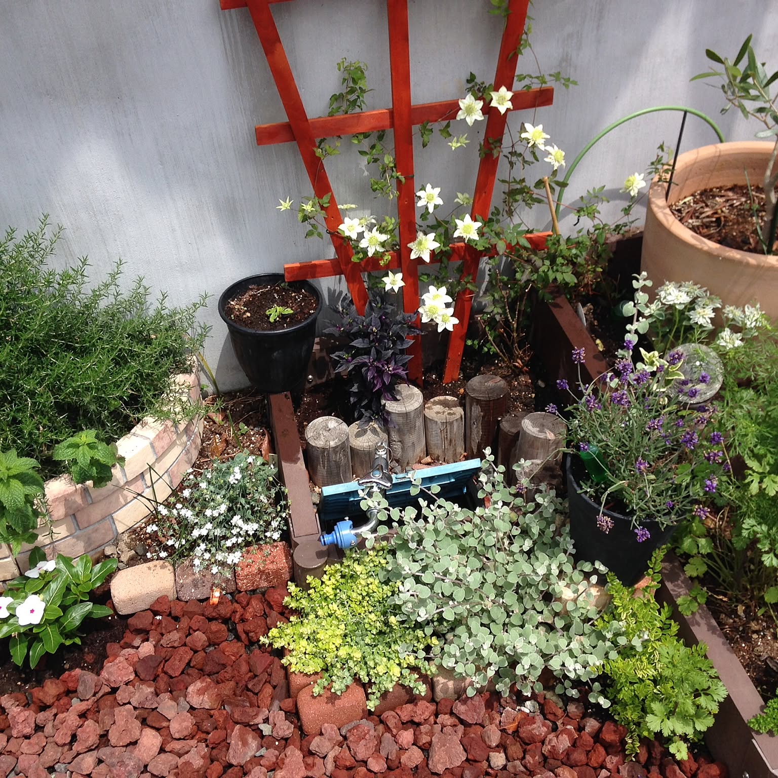 無農薬(ᵔᴥᵔ)♡♡挿し穂♡可愛いお庭♡ガーデニング♡ 秋の小庭に華やかな朱色の花とポイポイポイとしただけのセダムの勢い