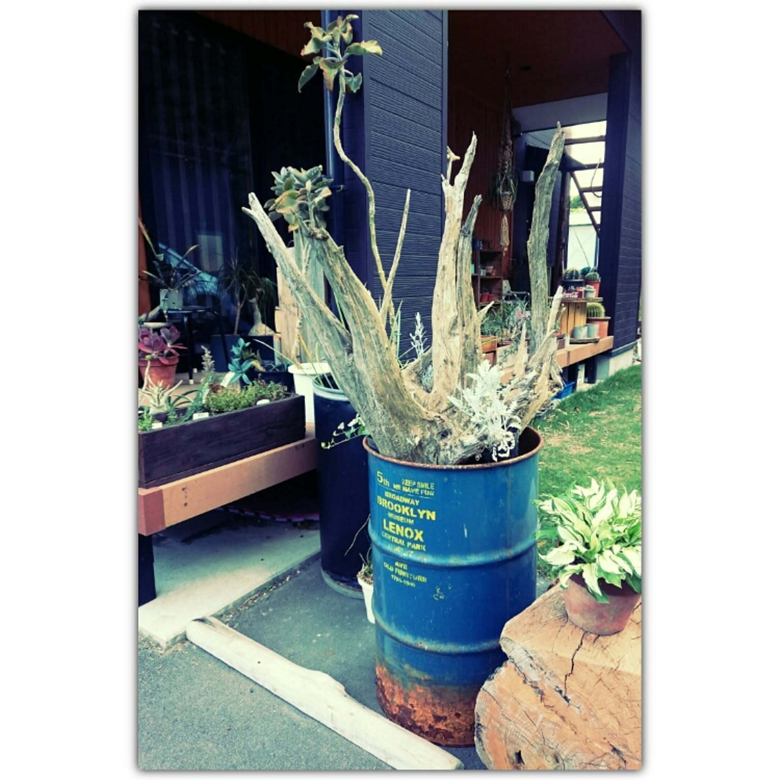 寄せ植え ドラム缶のおしゃれなアレンジ・飾り方のインテリア