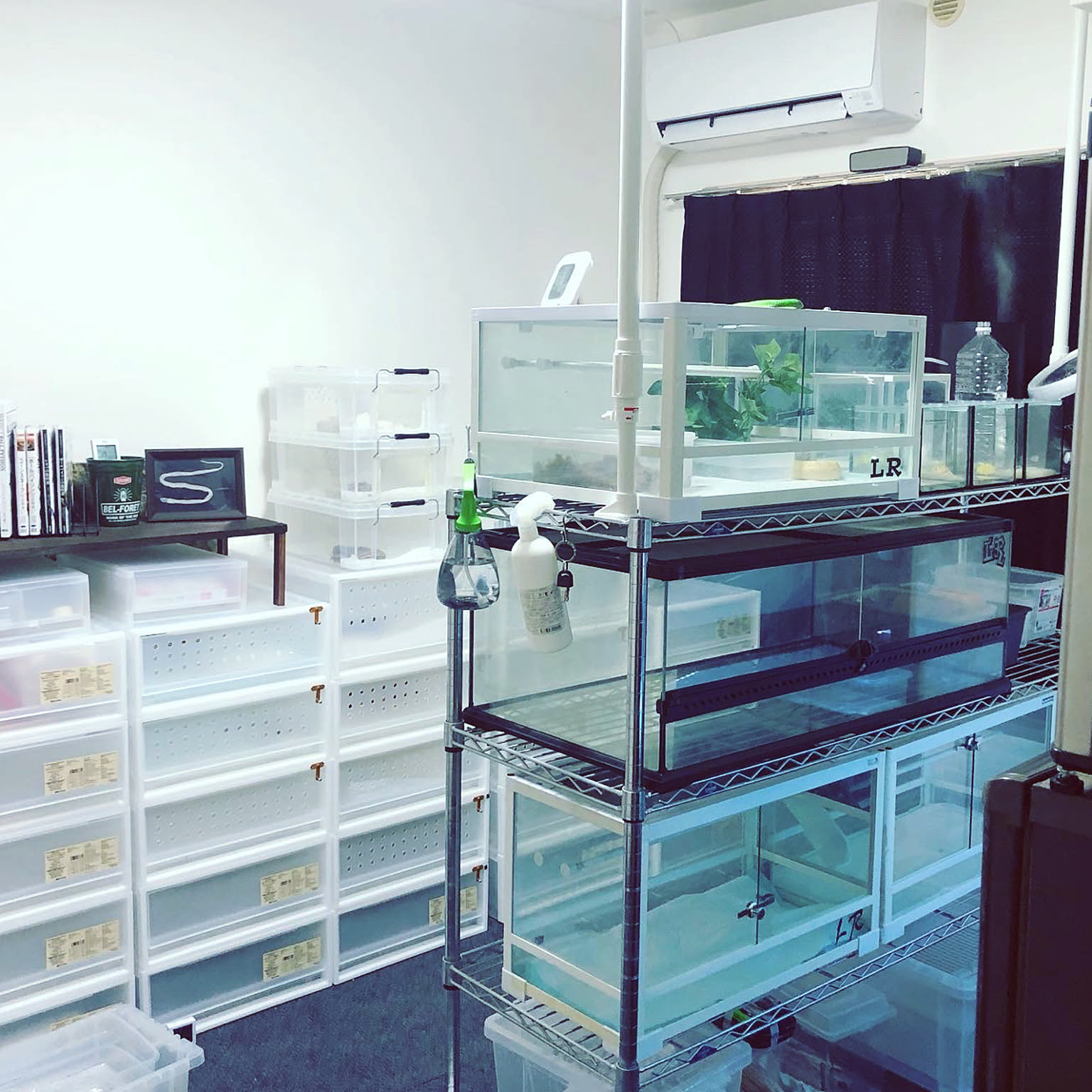 爬虫類のいる暮らし ニシアフリカトカゲモドキのインテリア実例