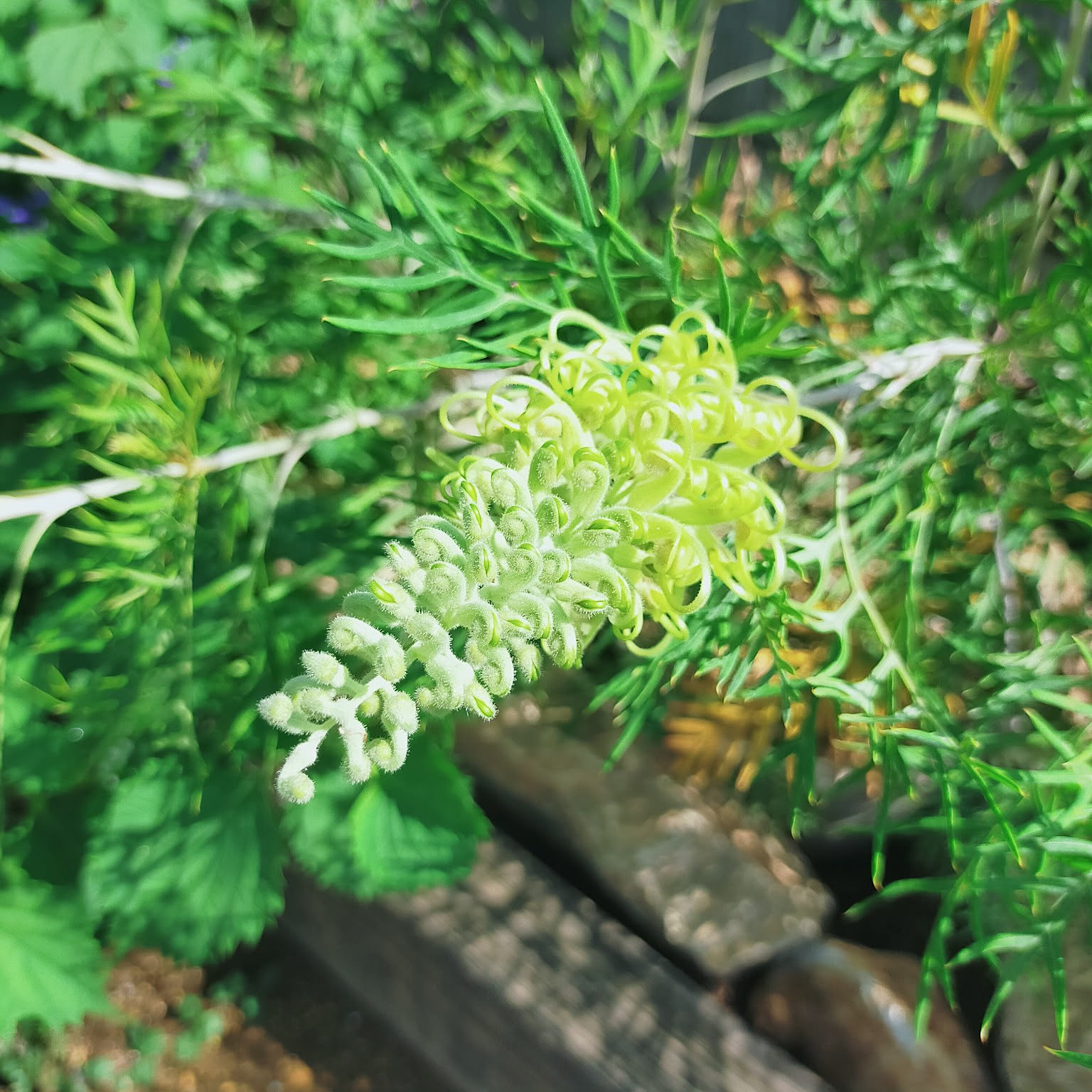 ルナリアとグレビレアのハ―フリース ナチュラルインテリア 40cm