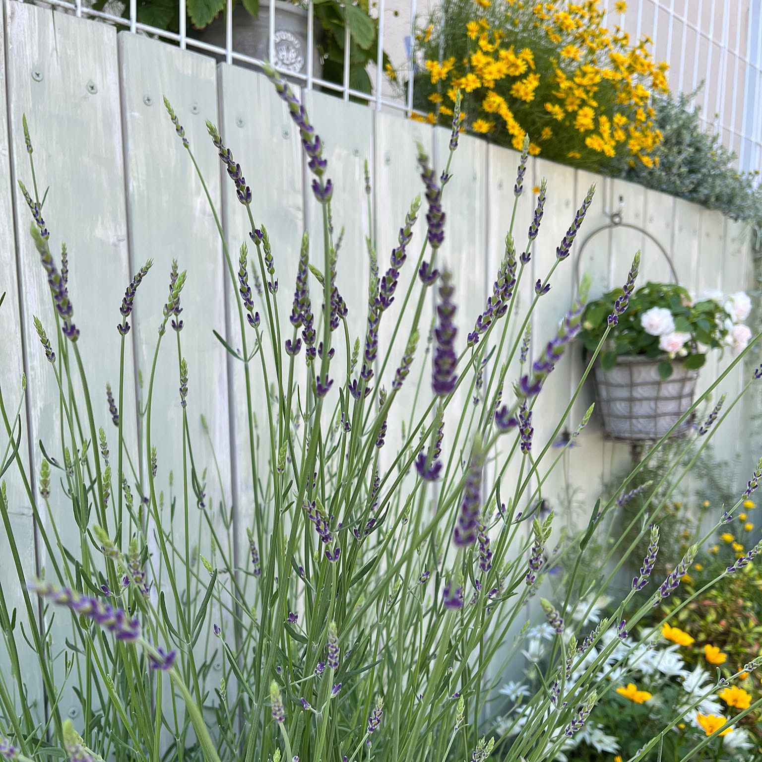 ラベンダー レモンタイムのおしゃれなアレンジ・飾り方のインテリア