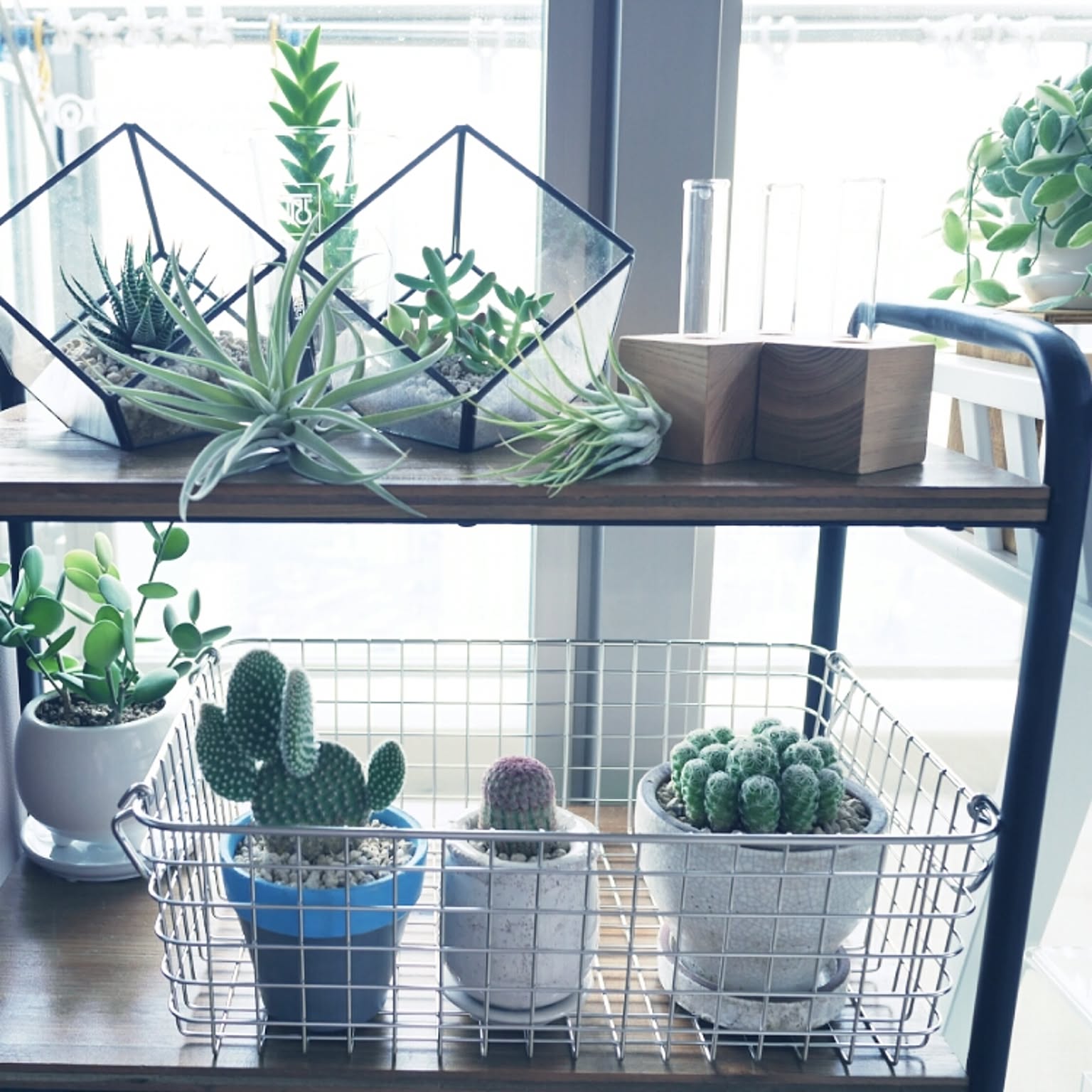 観葉植物 無印良品のかごのおすすめ商品とおしゃれな実例
