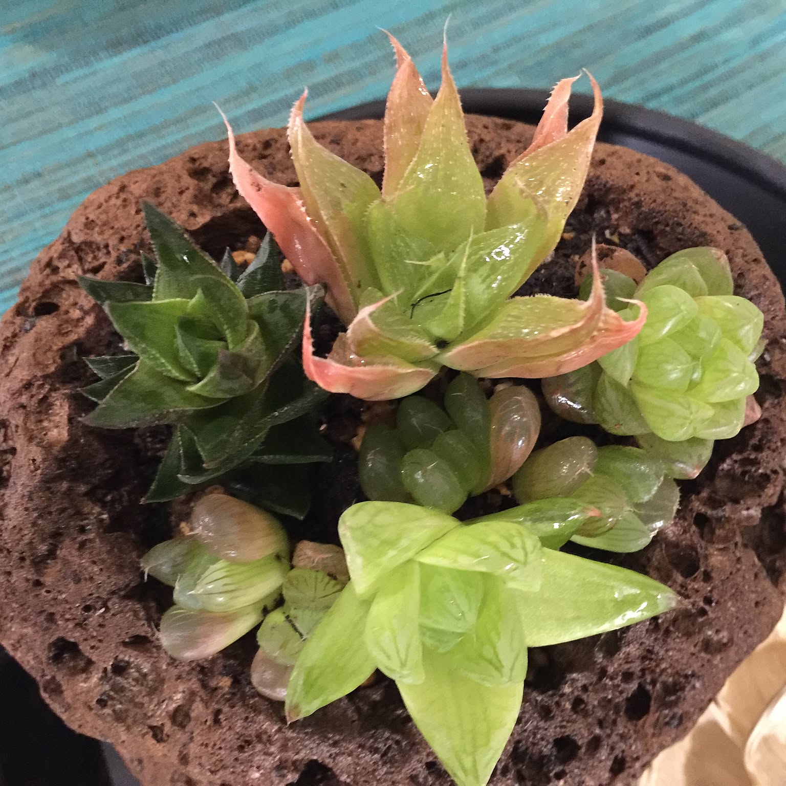 石鉢・寄せ植え鉢・多肉植物鉢・一輪挿し 石鉢・寄せ植え鉢・多肉植物鉢・一輪挿し 石鉢・寄せ植え鉢・多肉植物