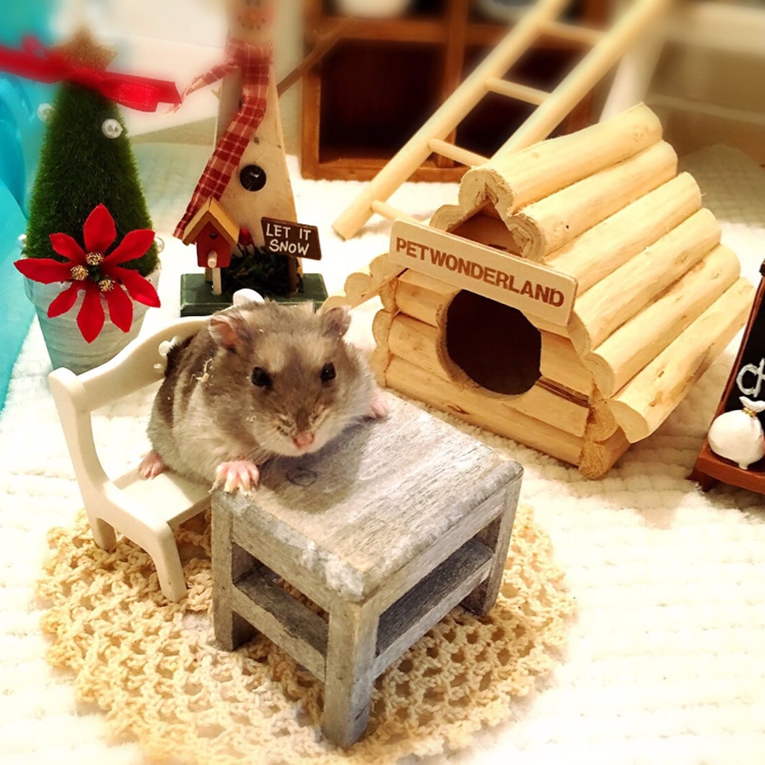 ハムスター2匹 お迎えセット ハムスターの多頭飼いを成功させる方法と