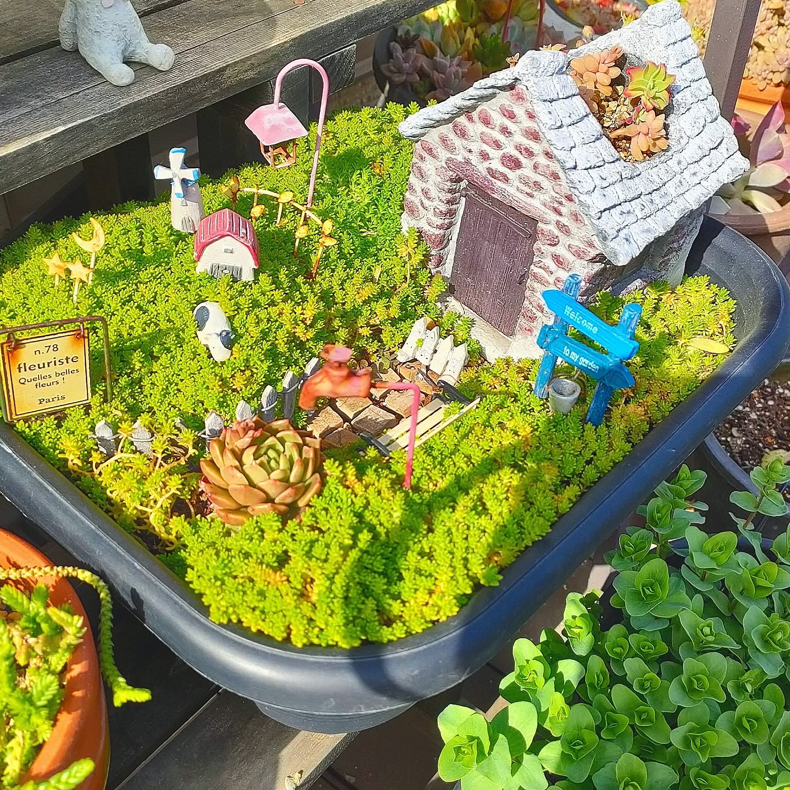 多肉寄せ植え♬箱庭♬子豚 1_ceae2f210a353095edbc72d22ff7