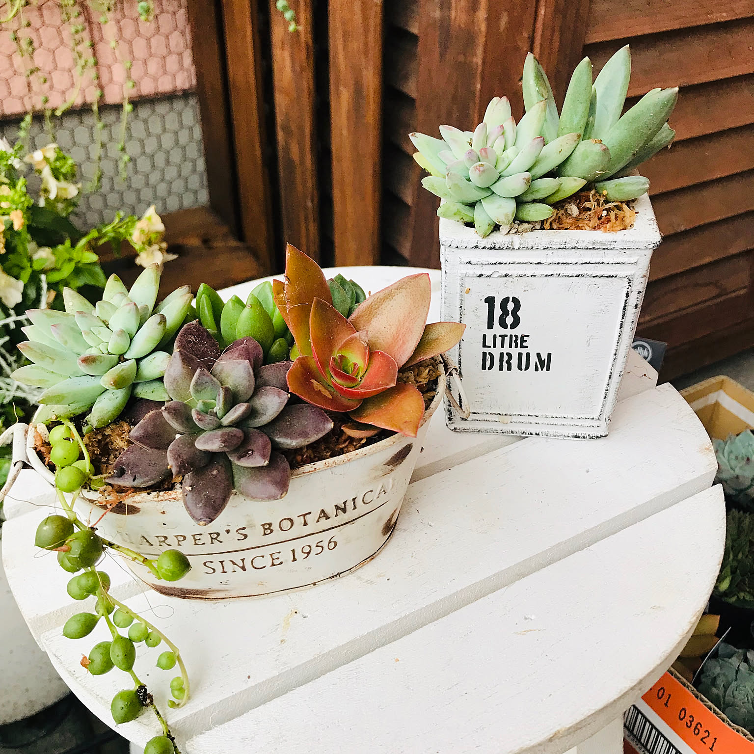 ☆多肉植物 寄せ植え〜ブリキピック寄せ グリーン〜そのまま飾れます