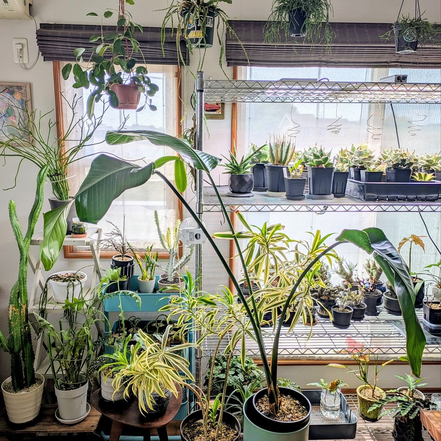 メタルラック ブラック 大型　植物育成用 メタルラック ブラック 大型植物育成用特価