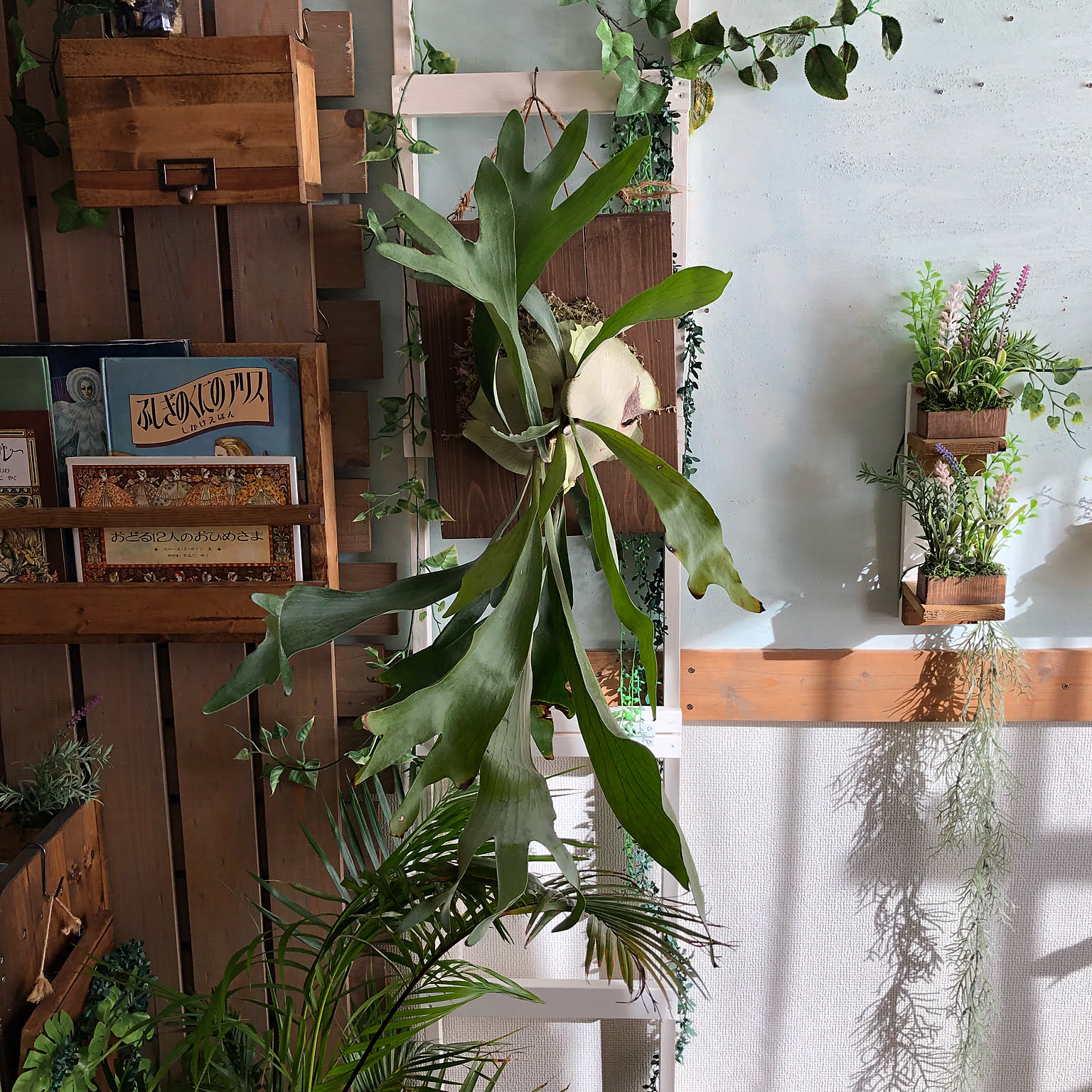 着生板　ビカクシダ　板付け　トロフィー　オリーブ　T400 40b670ba92694f21436c113a1e94fd