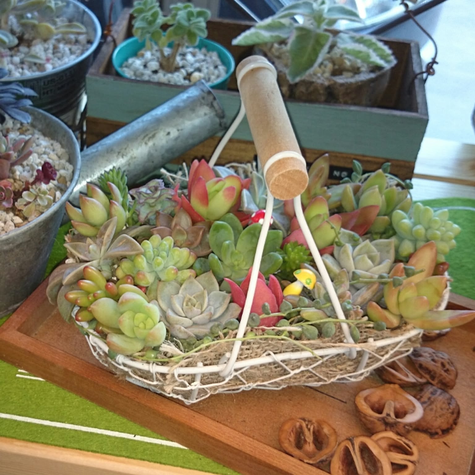 多肉植物 ワイヤーかごのおすすめ商品とおしゃれな実例 ｜ RoomClip