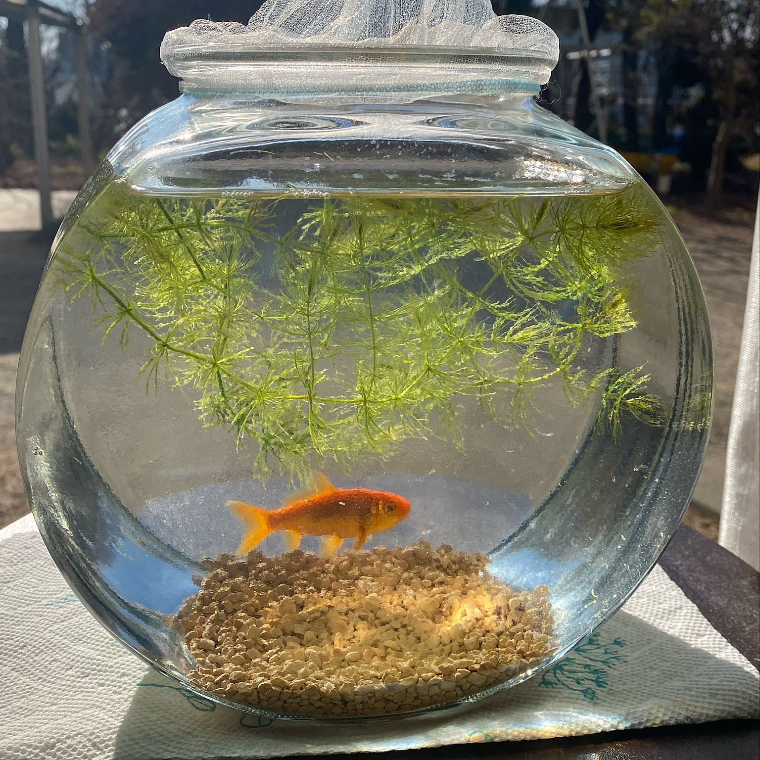 送料無料 希少 Lサイズ FISH it EASY! フィッシュ イット