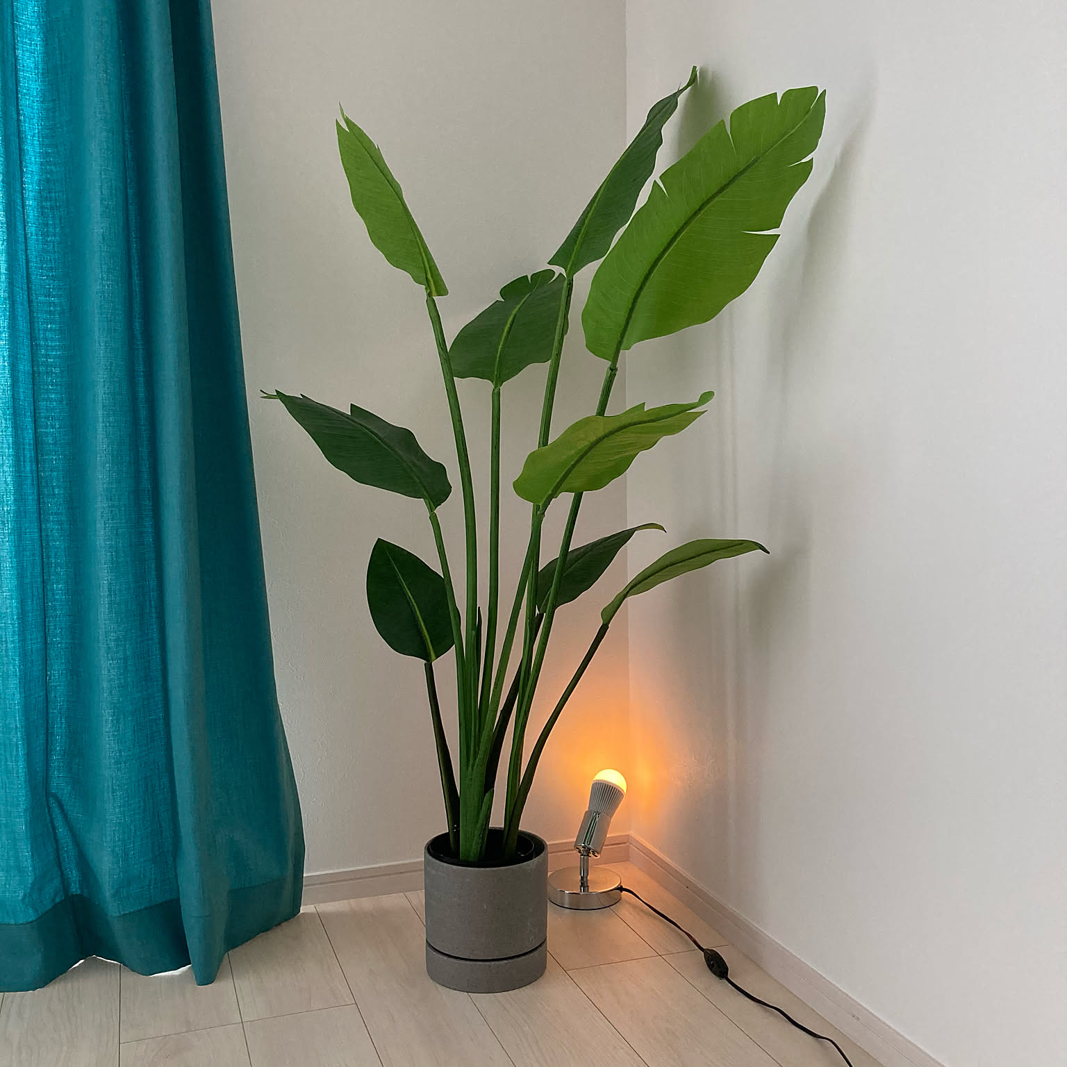 ニトリ トラベラーズパーム 130cm 観葉植物 モンステラ
