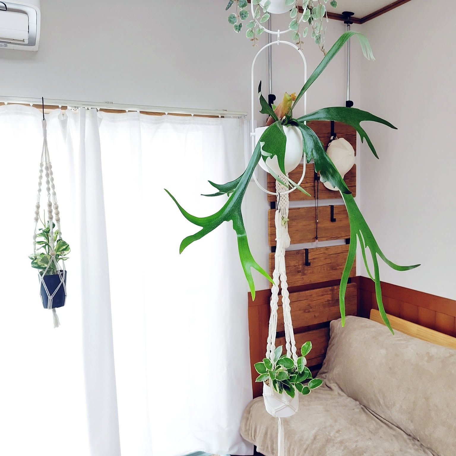シダ植物 ハンギングプランターのおすすめ商品とおしゃれな実例