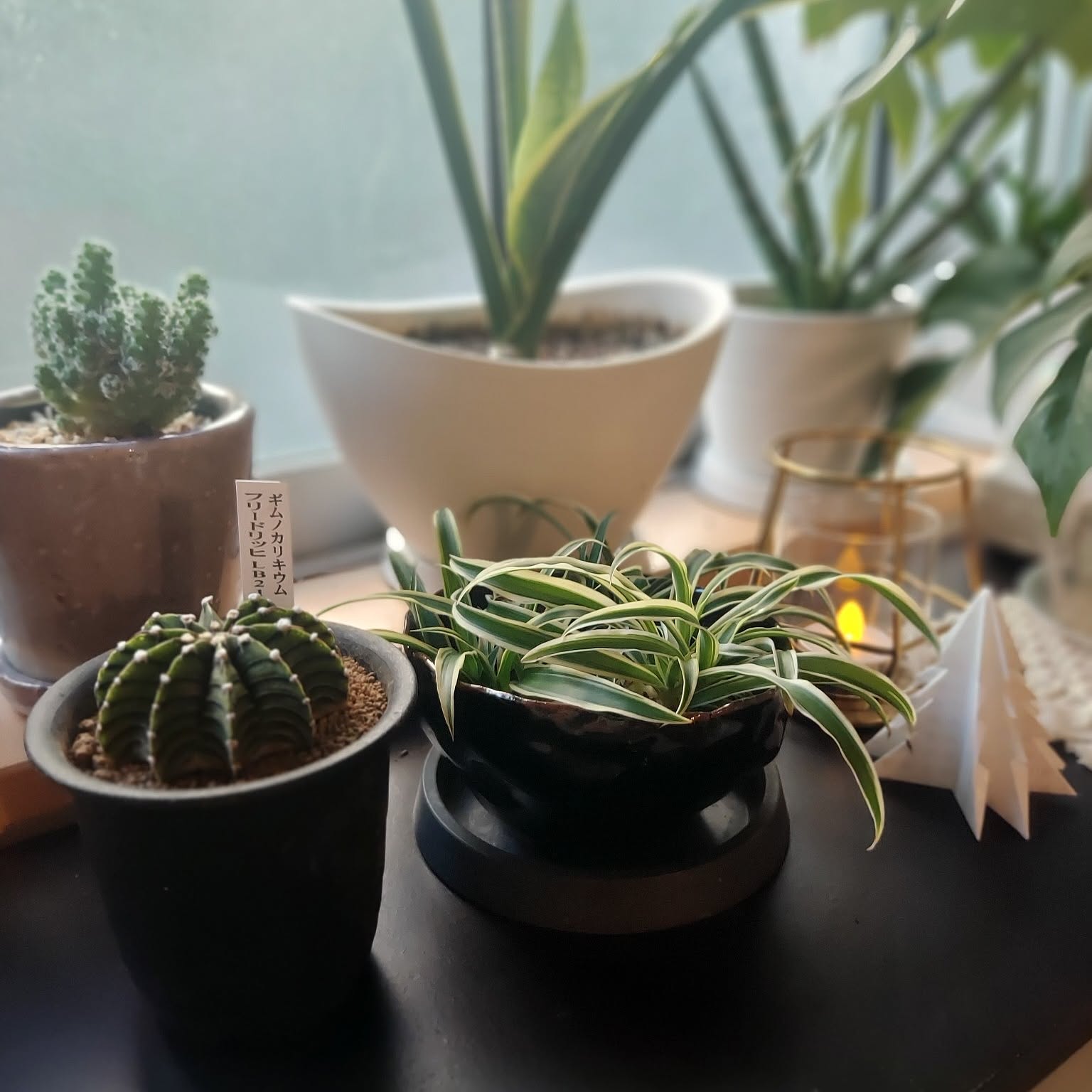 No.7 サボテンギムノカリキュウムカラーBlack Window