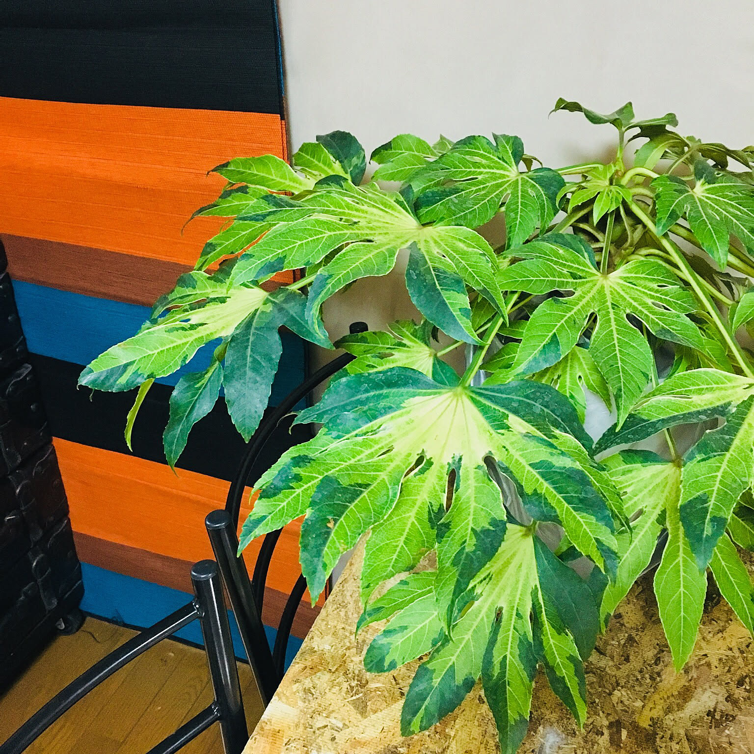 観葉植物 ヤツデのおすすめ商品とおしゃれな実例 ｜ RoomClip（ルーム