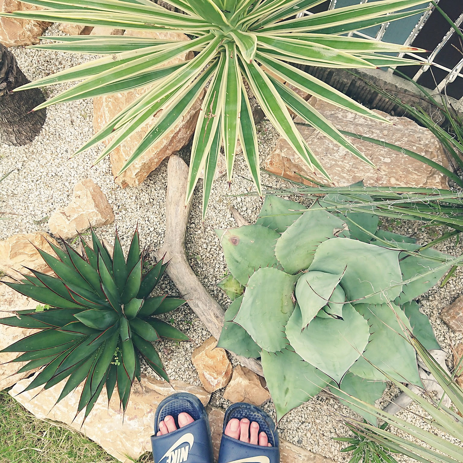 ドライガーデン ユッカアロイフォリアのインテリア実例 ｜ RoomClip