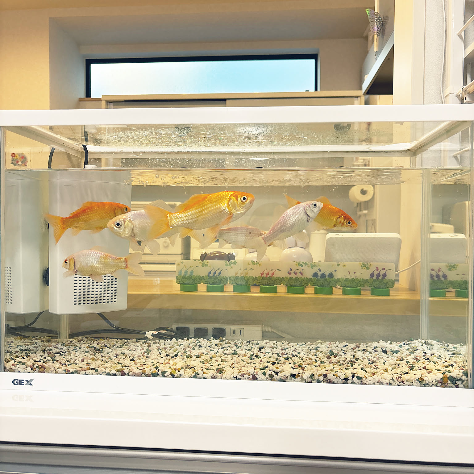 金魚 60cm水槽のインテリア実例 ｜ RoomClip（ルームクリップ）