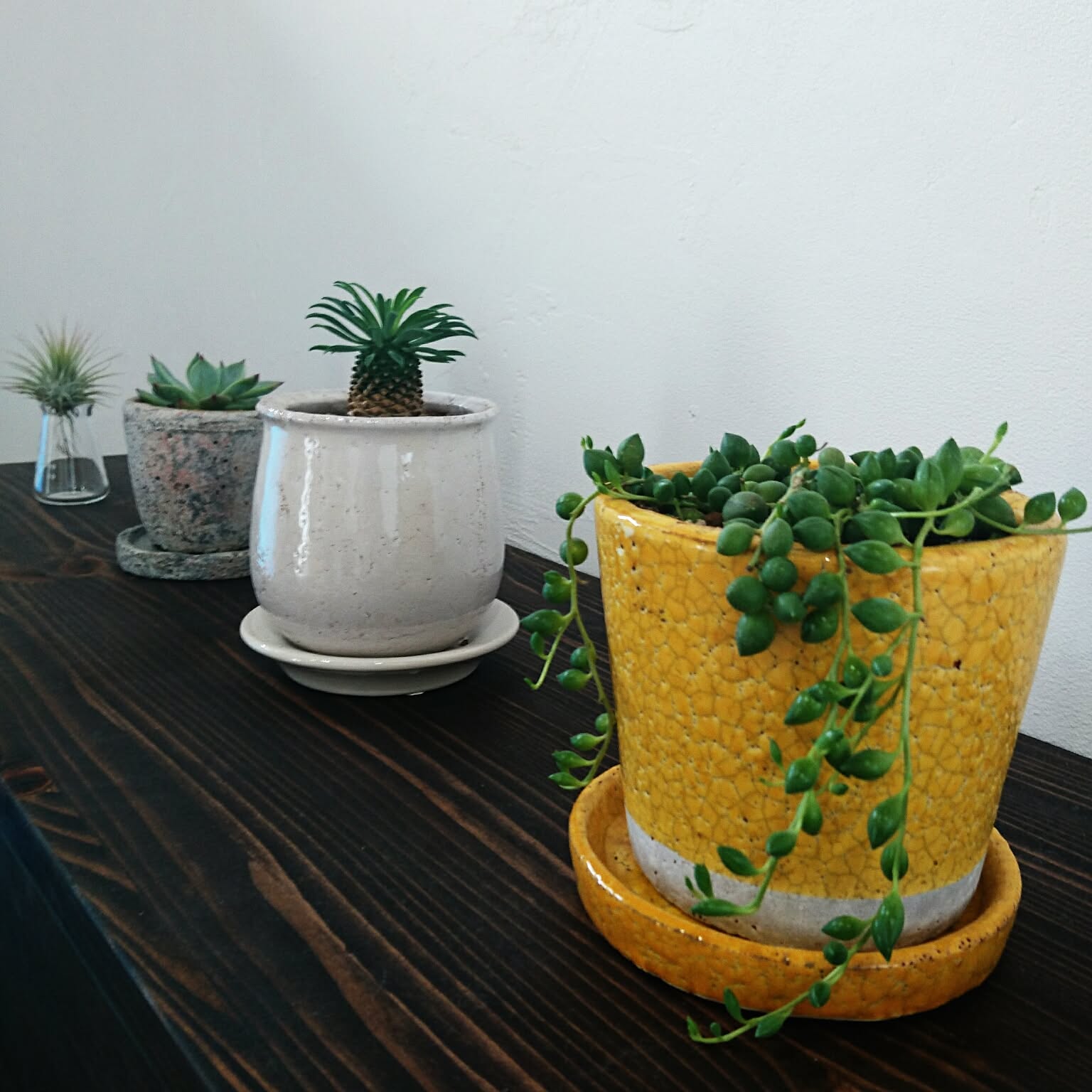 奄美ソテツ（インテリア用サイズ）② 植え替え ソテツのおしゃれなアレンジ・飾り方のインテリア実例