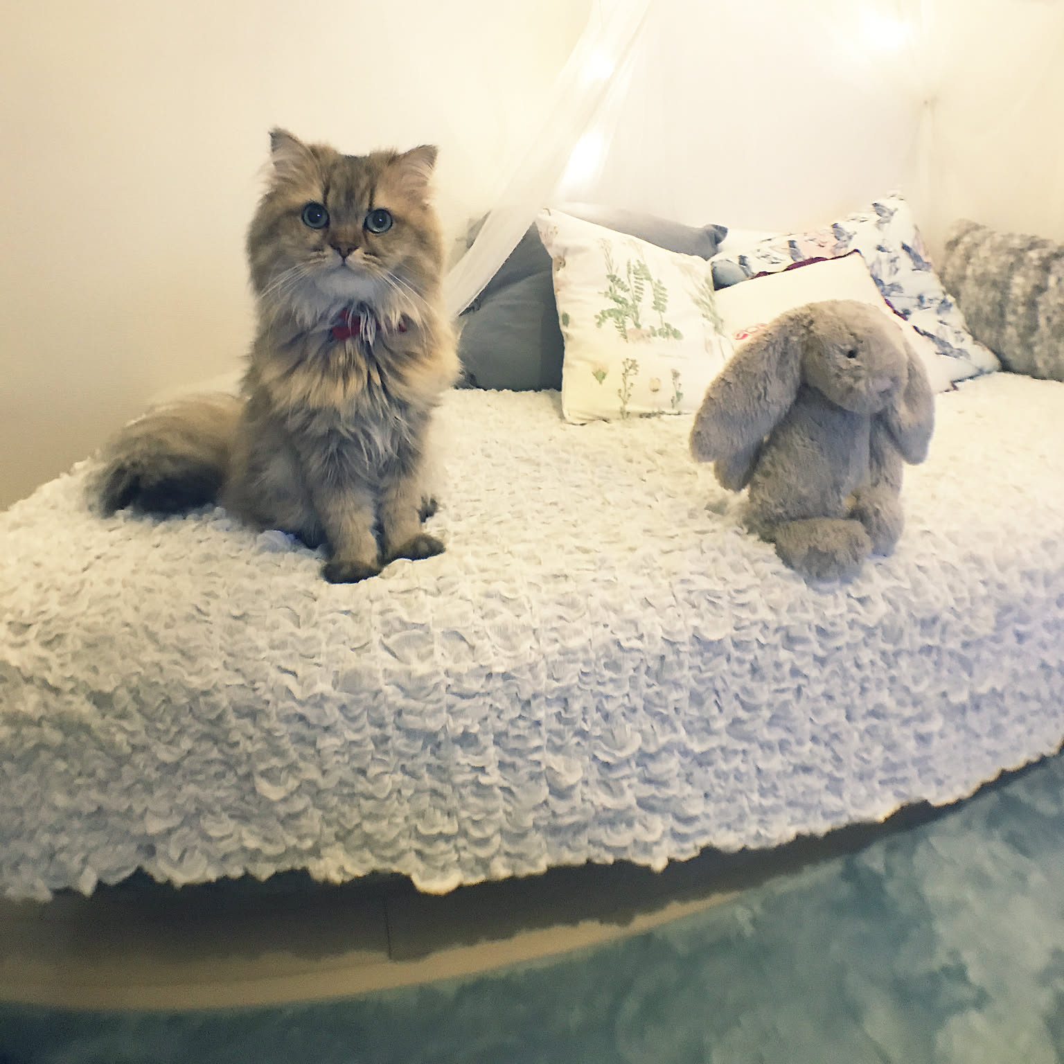 チンチラゴールデン♡子猫ちゃん♡アートドール♡ぬいぐるみ