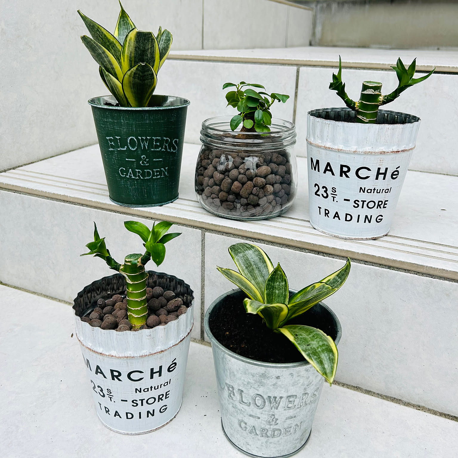 サンスベリア 植え替えのおしゃれなアレンジ・飾り方の