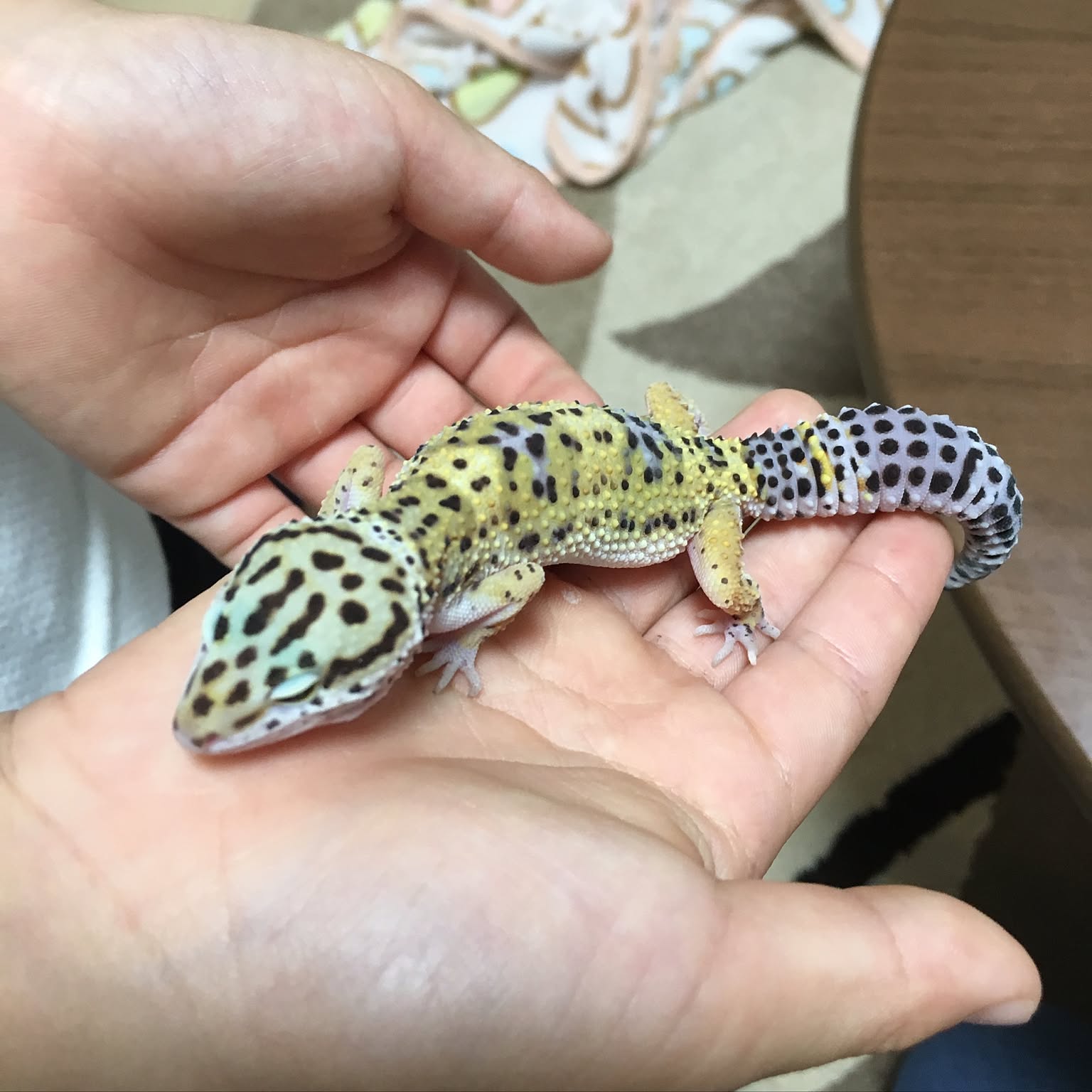 レオパ愛好家 ヒョウモントカゲモドキ用品 | ジェックス株式会社