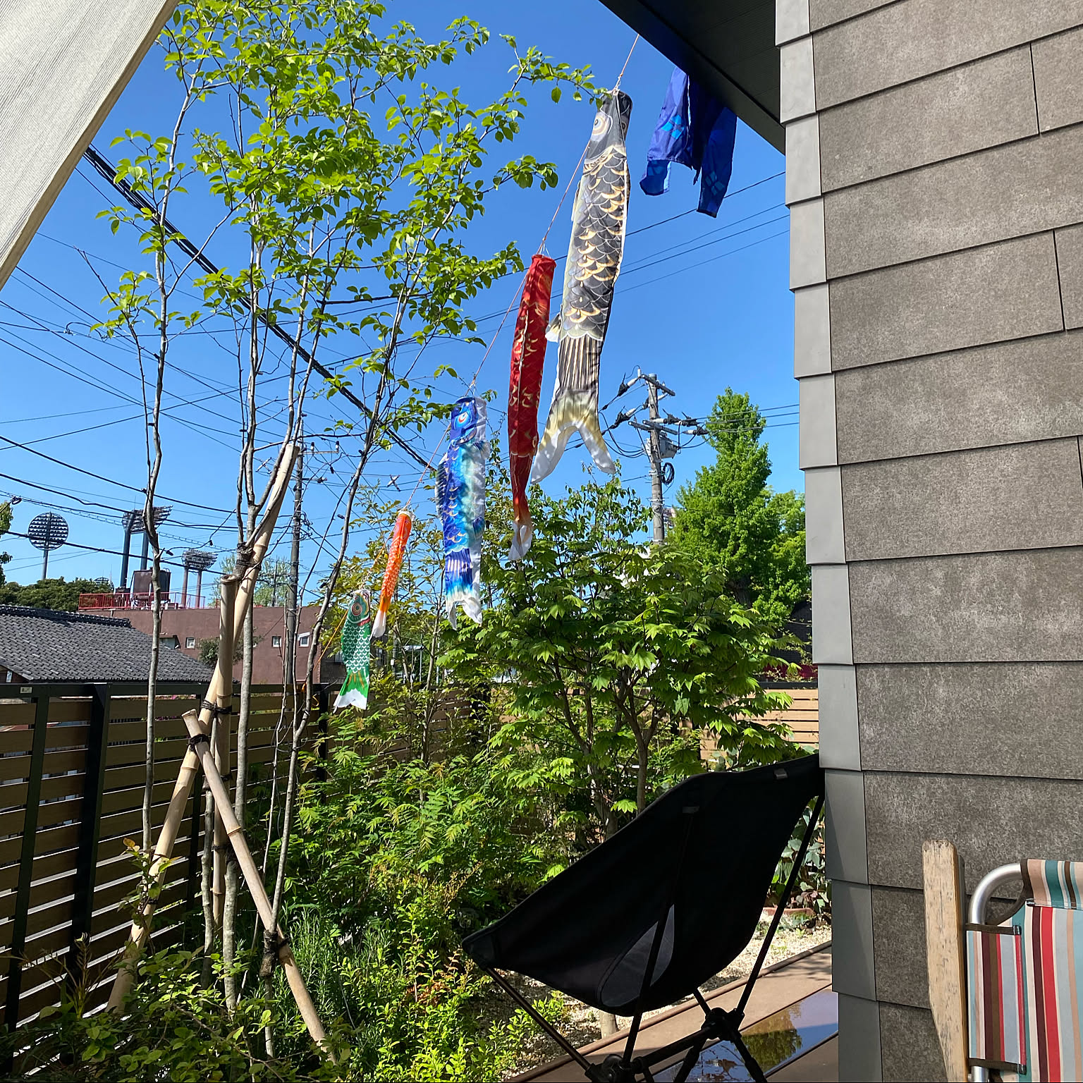 コハウチワカエデ　山彩り　雑木　－－アオダモ、アオハダ、モミジ、カエデーー コハウチワカエデ 山彩り 雑木 －－アオダモ、アオハダ、モミジ