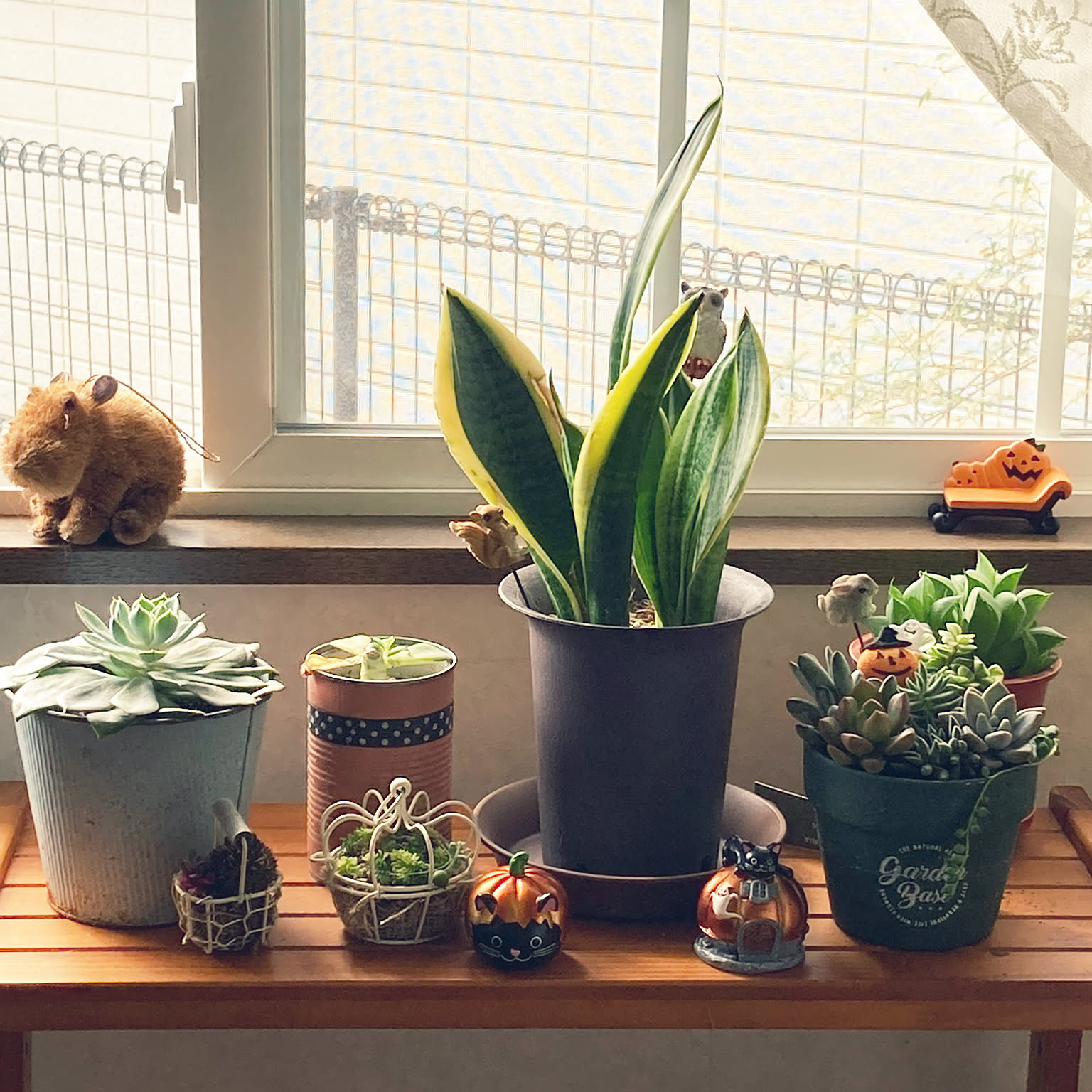 サンスベリア寄せ植え kangi-d-004.jpg