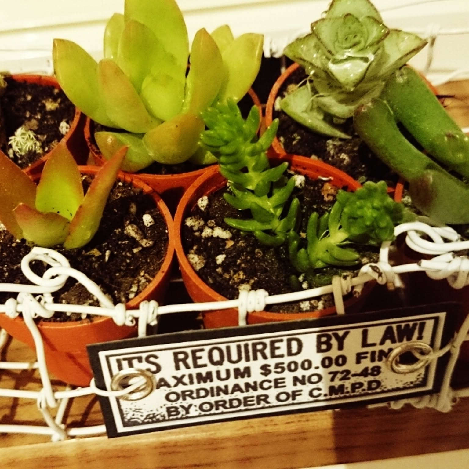 ✿多肉寄せ植え✿白かご✿ワイヤークラフト籠 ✿そのまま飾れます 多肉植物】【succulent】ダイソーのワイヤーカゴとカットクロス