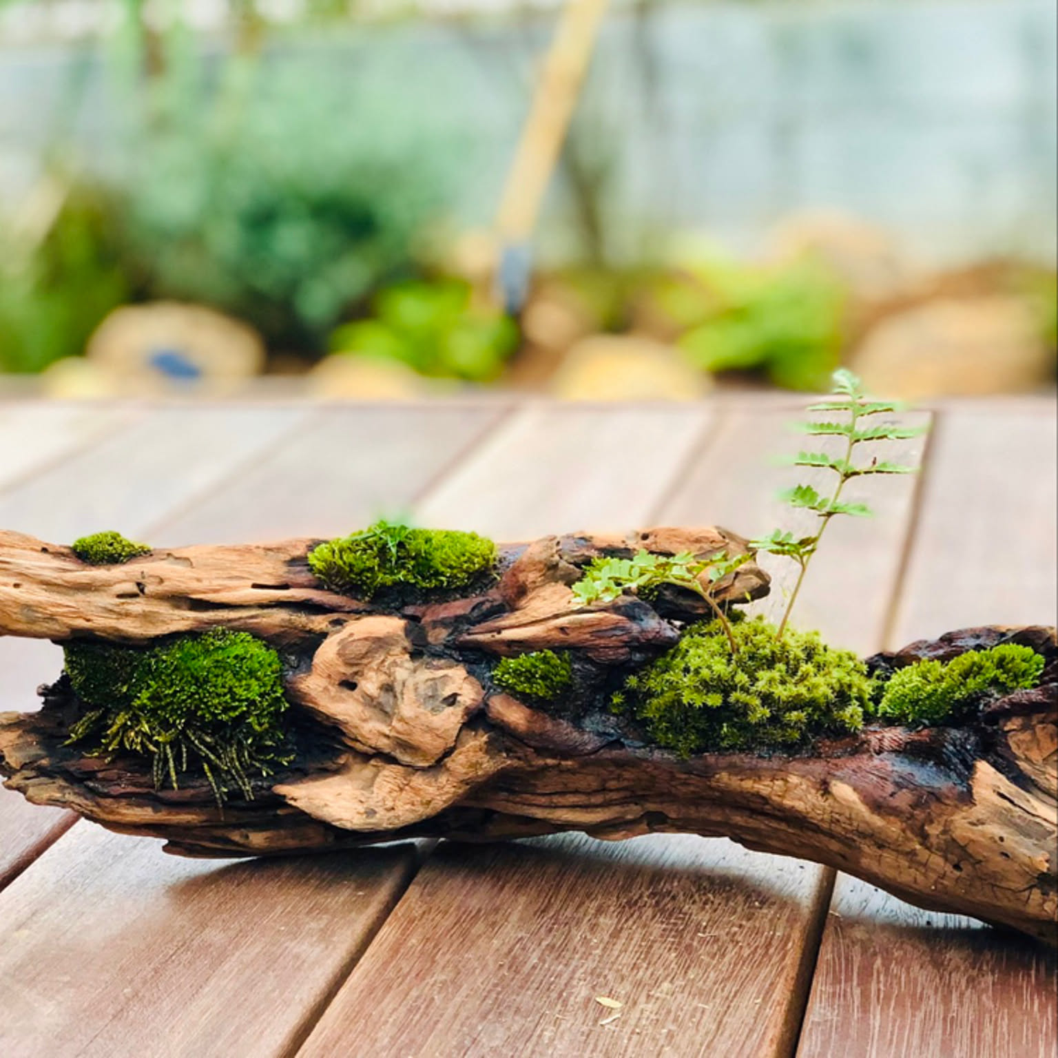 流木 インテリア レイアウト 60cm DIY テラリウム 天然 rybk13