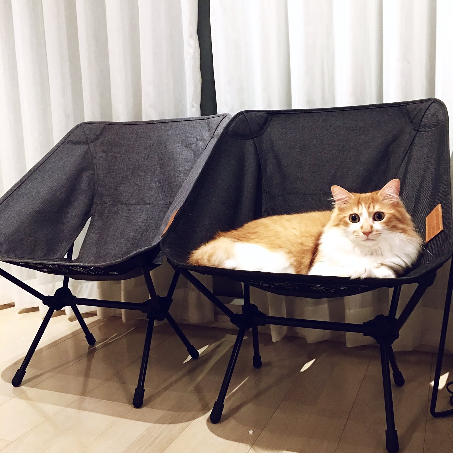 リビング/猫のベッドになりました。/ハンモック代わり