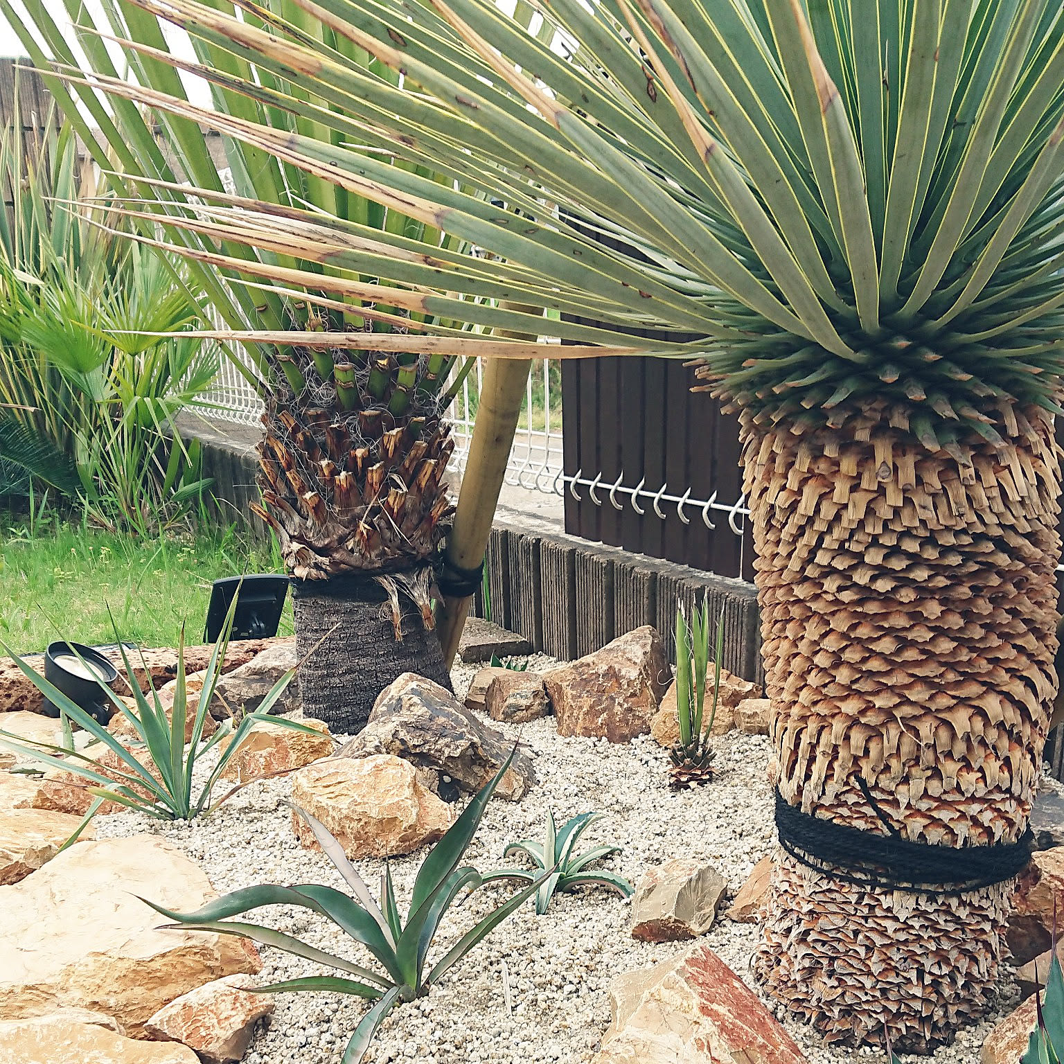 中央の石のみ みかも石 特大 ドライガーデン