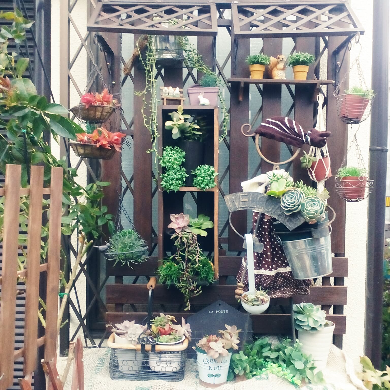 花のある暮らし/多肉棚/多肉植物/NO GREEN NO LIFE/セリアなどの