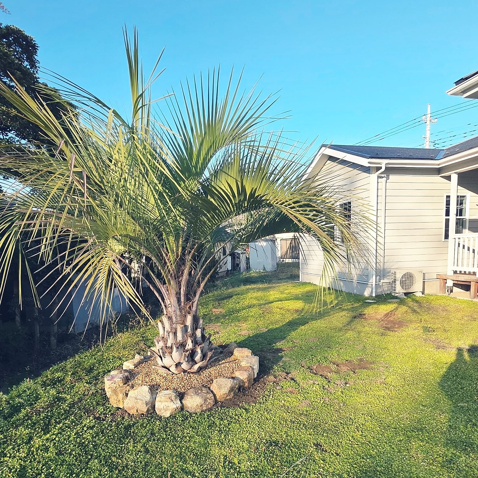 ココスヤシ ドライガーデンのインテリア実例 ｜ RoomClip（ルーム