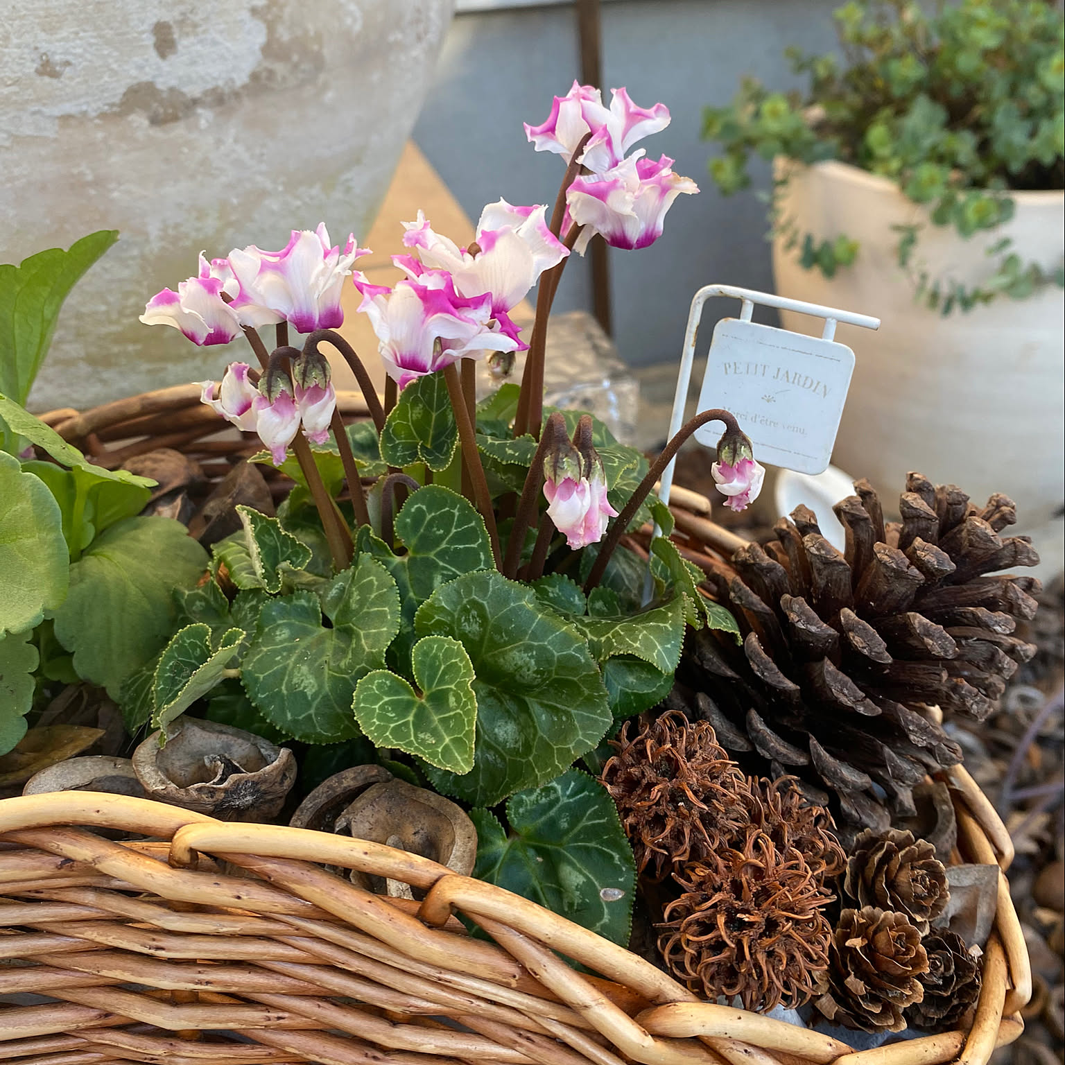 大きなバスケットの寄せ植え☆ポンポンが可愛い花達♪︎ （植物