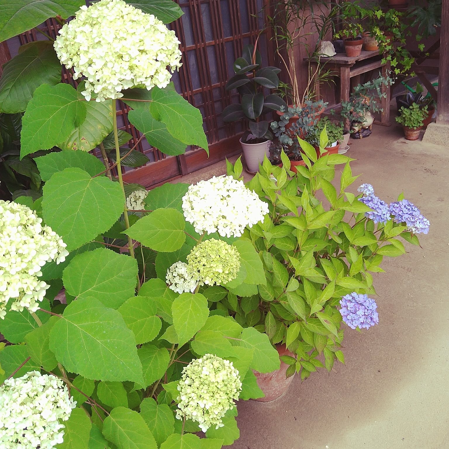 紫陽花アフロ抜き苗1本コメントページ