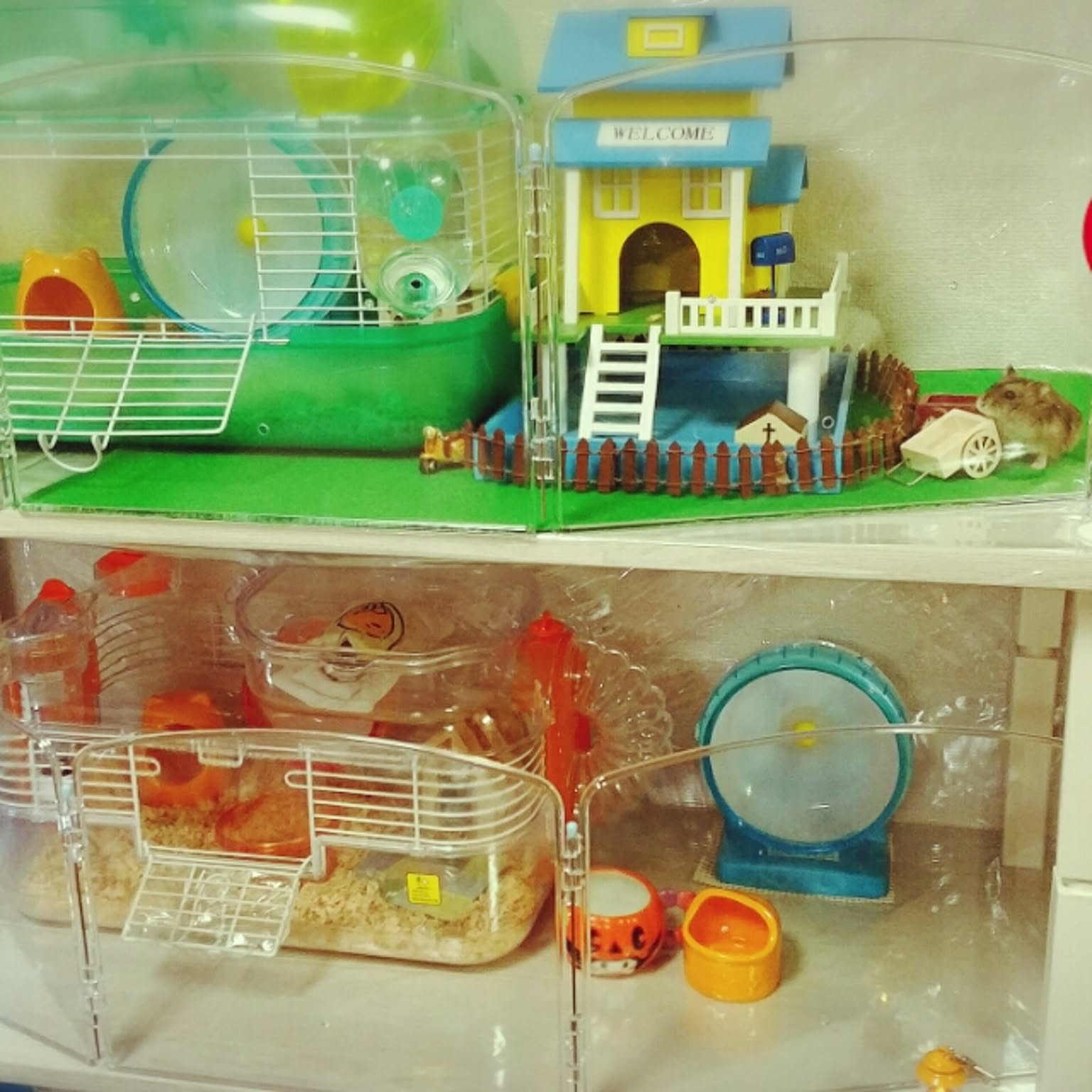 ハムスター (インテリア) Amazon | BUCATSTATE ハムスター ハウス 隠れ家 小屋 セラミック