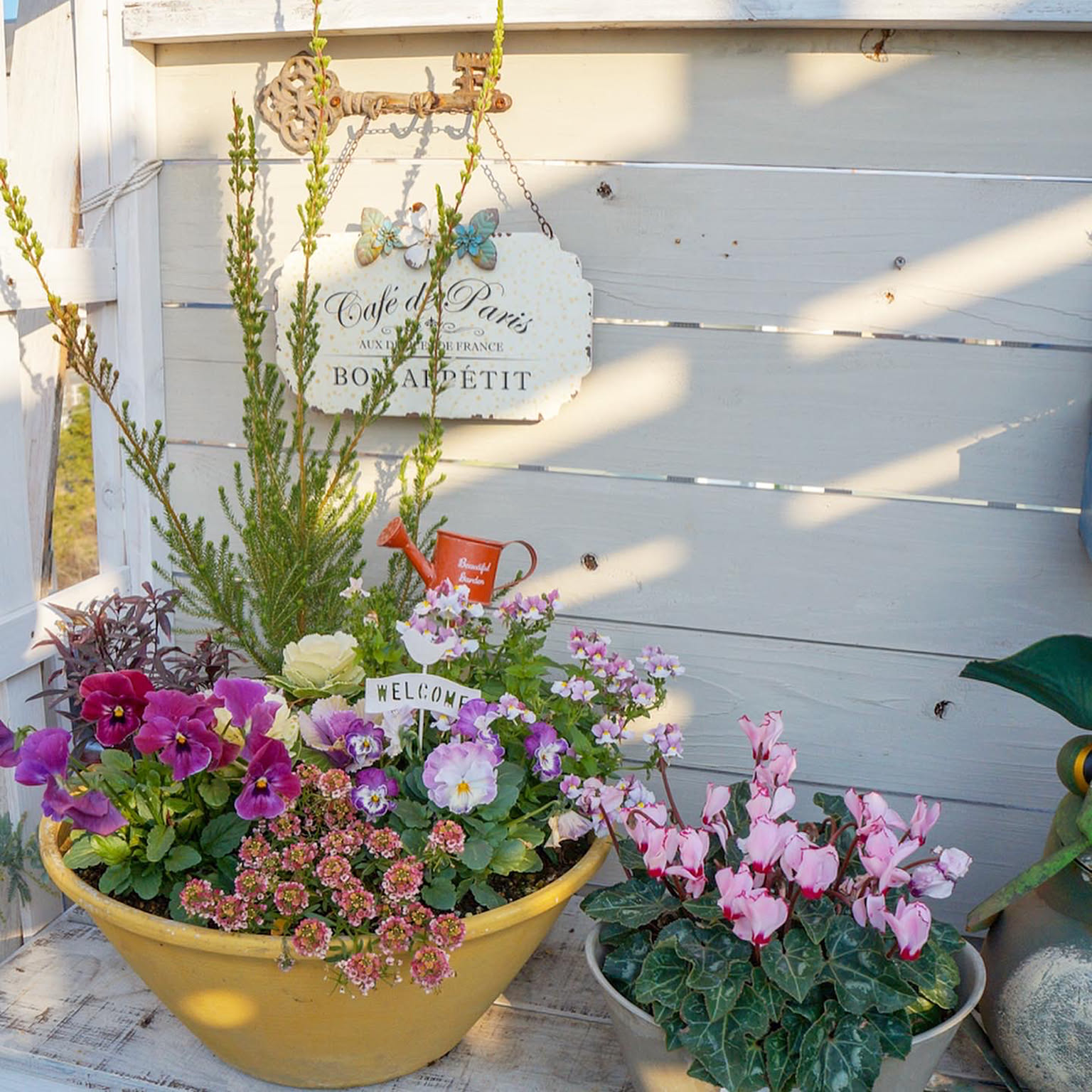 * * *ほっこり冬カラーの寄せ植え ほっこり冬カラーの寄せ植え
